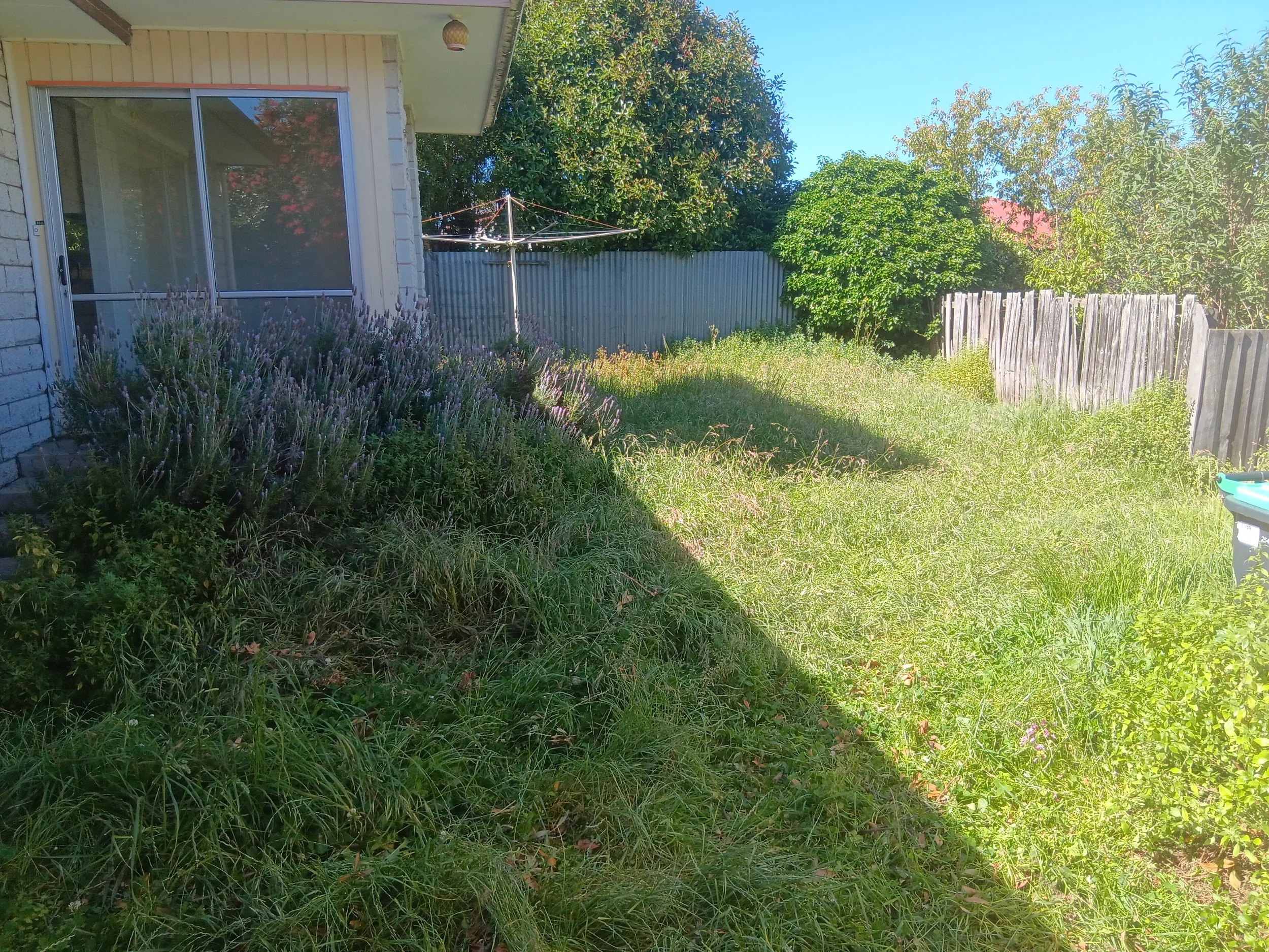 Back yard - Before