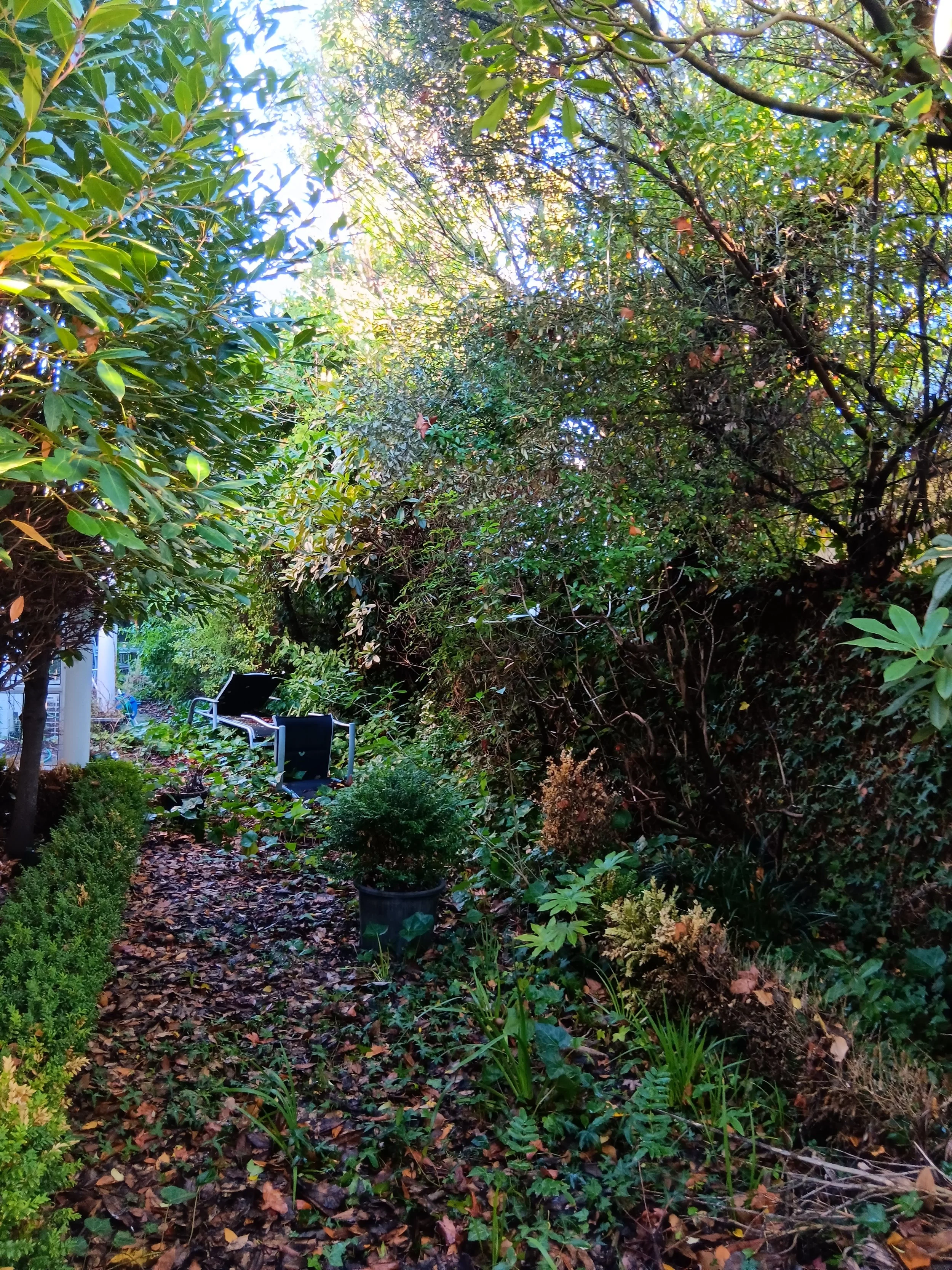 Garden - Before