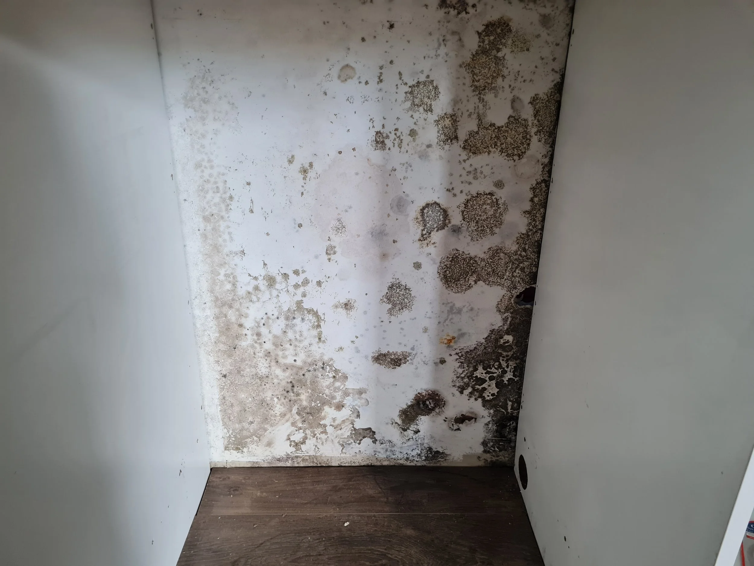 A corner of a room with mold and mildew on the wall and ceiling, with a combination of white paint and stained surfaces. The room has a wooden floor and a downspout pipe on one wall.
