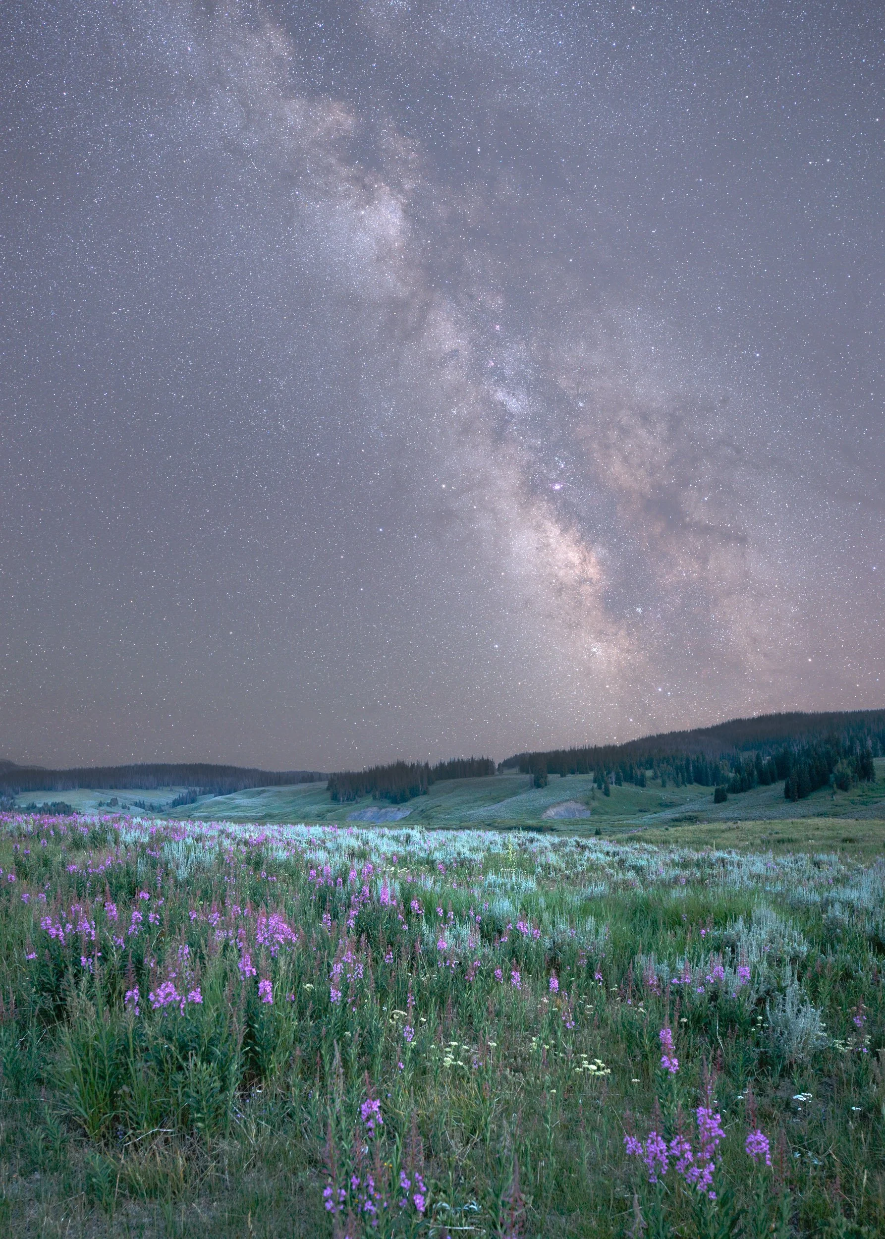 Fireweed