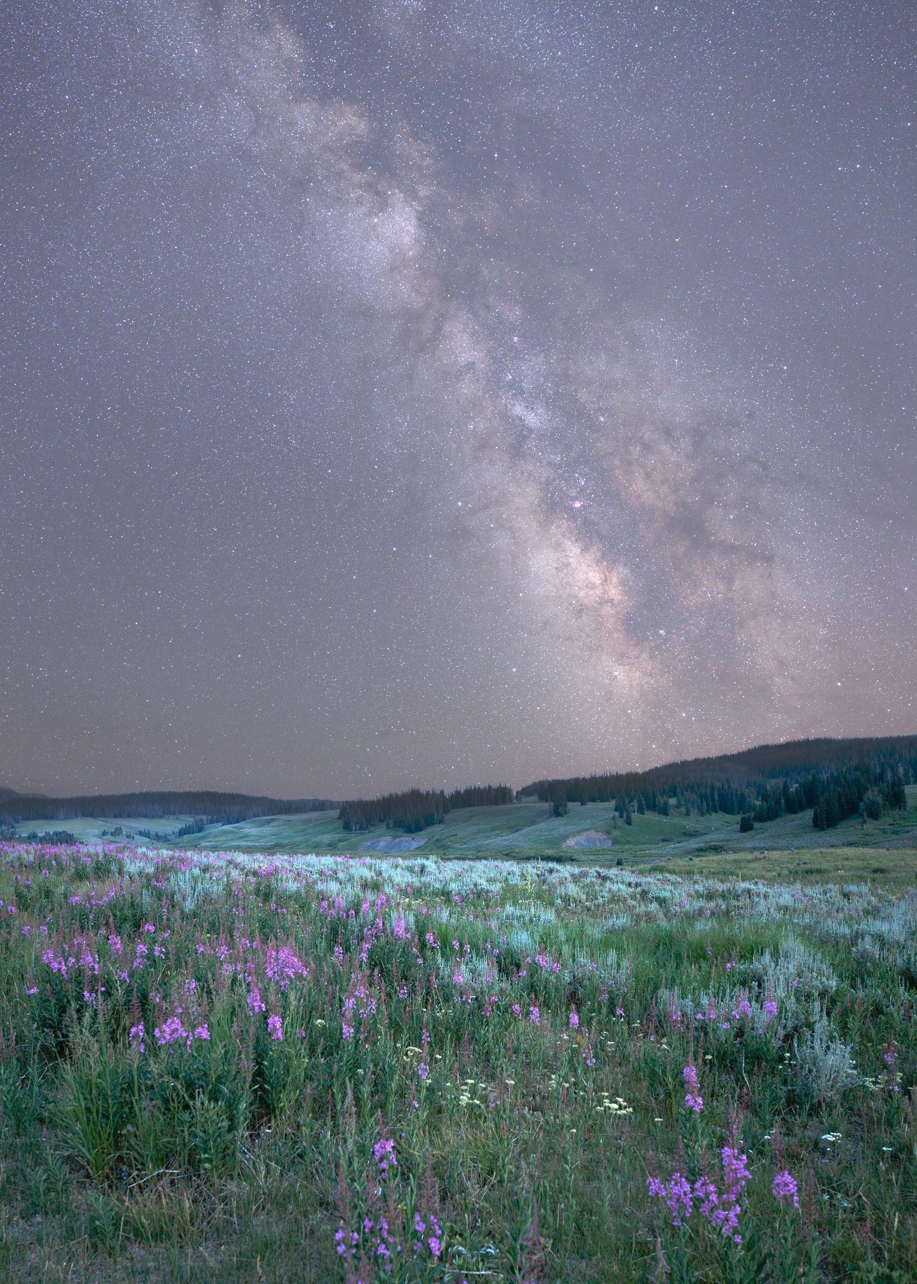 Fireweed