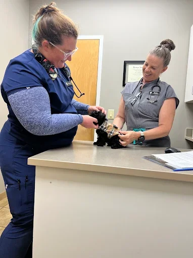Two veterinary team members examining a cat