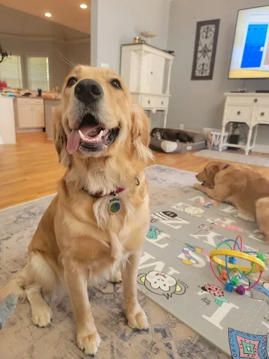Happy dog cared for in the Woodstock community