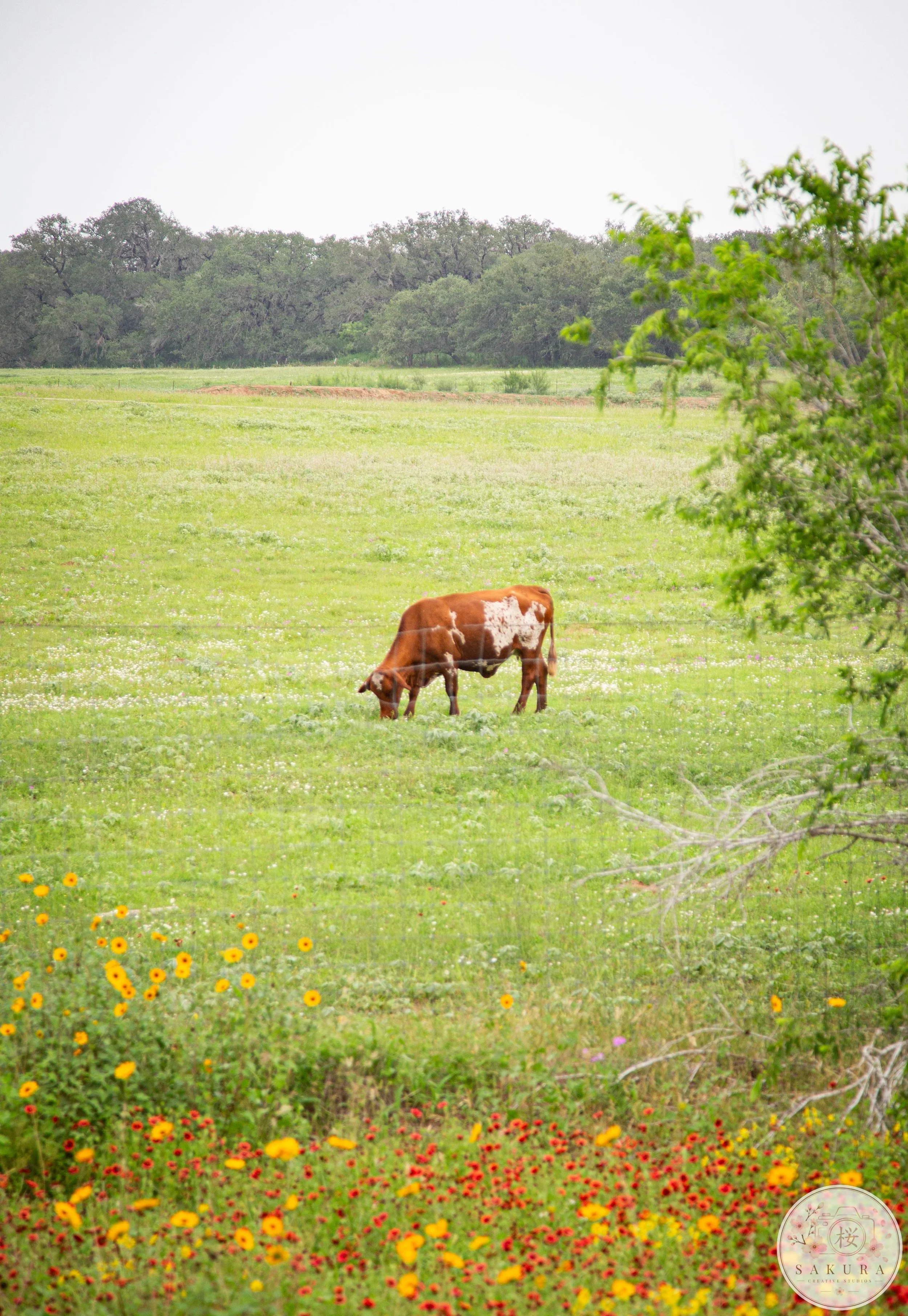A field with yellow and red flowers, a cow grazing, green grass, trees in the background, and a cloudy sky.