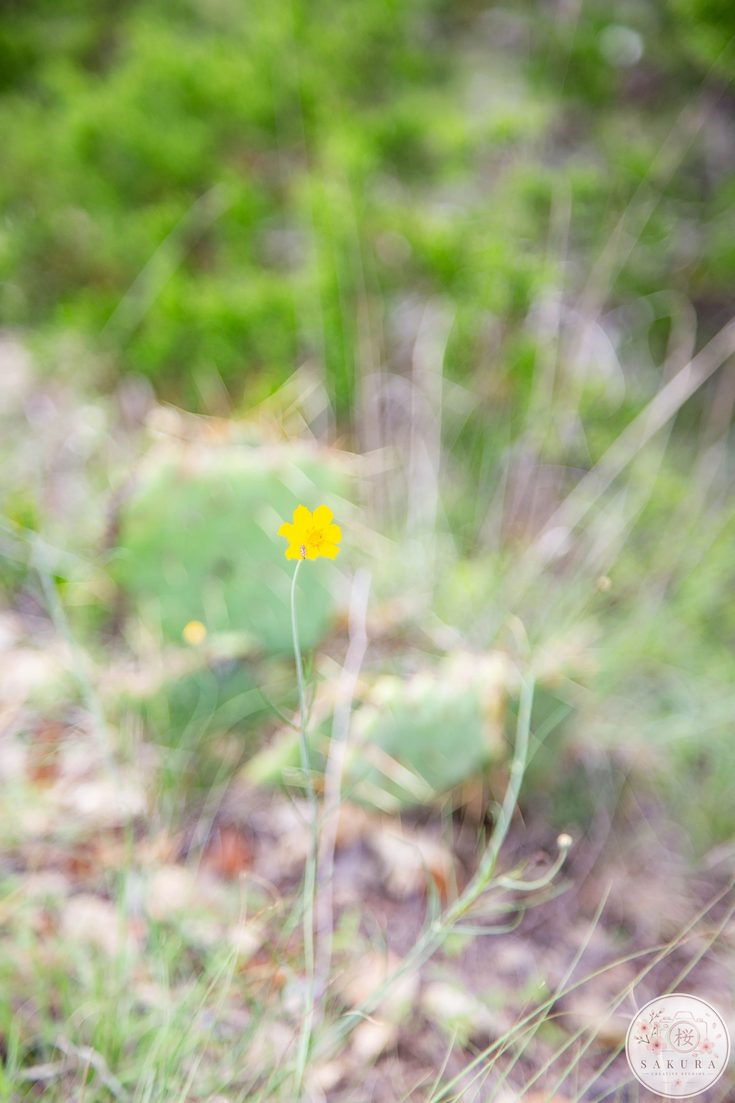 Close-up of a small yellow flower in a natural grassy environment