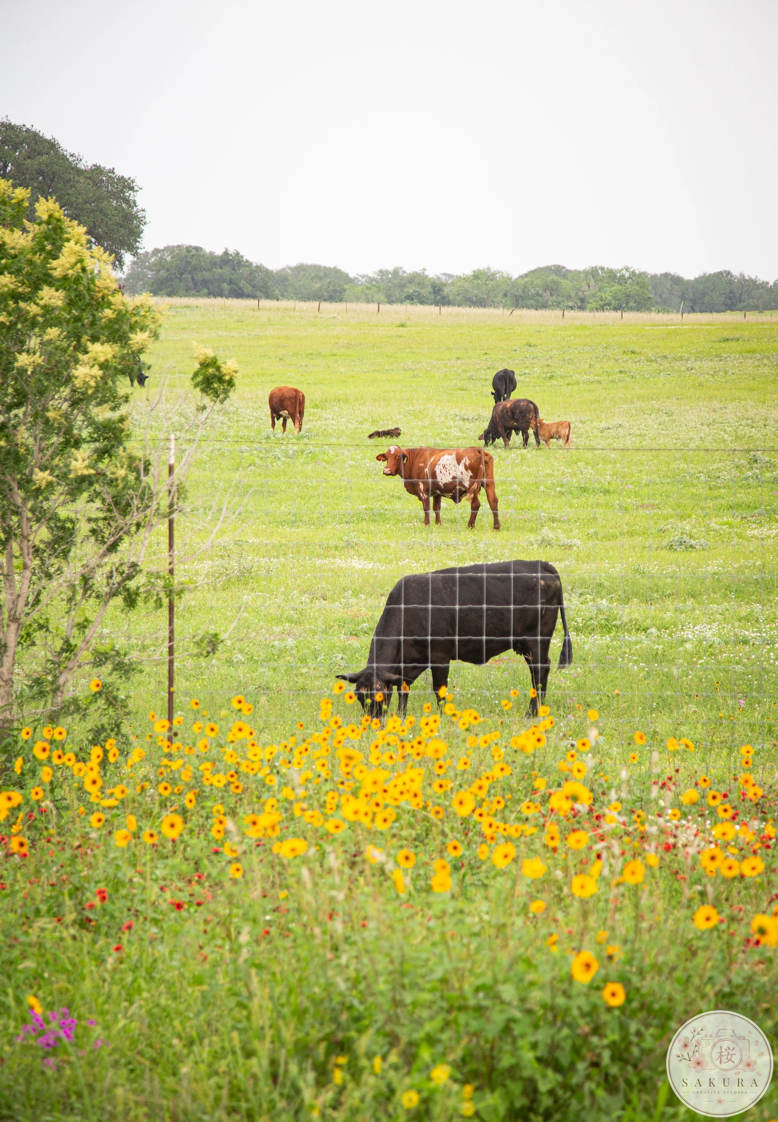 A grassy field with yellow flowers and other wildflowers, with cows grazing and resting in the background, trees on the horizon, and a wire fence in the foreground.