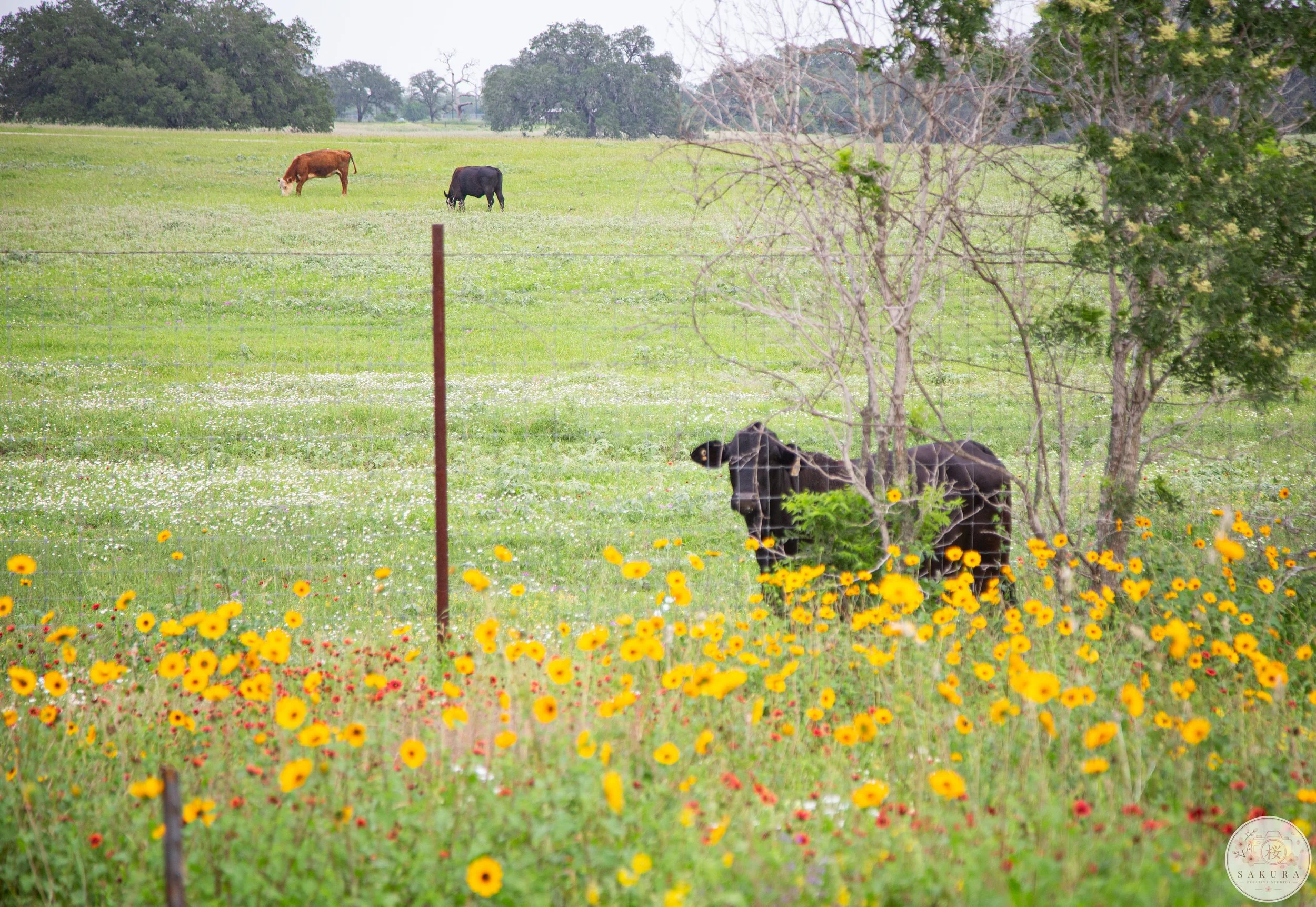 A lush green field with yellow, red, and white wildflowers, a barbed wire fence, and trees in the background. Four cows are grazing in the meadow, some partially hidden behind trees and bushes.