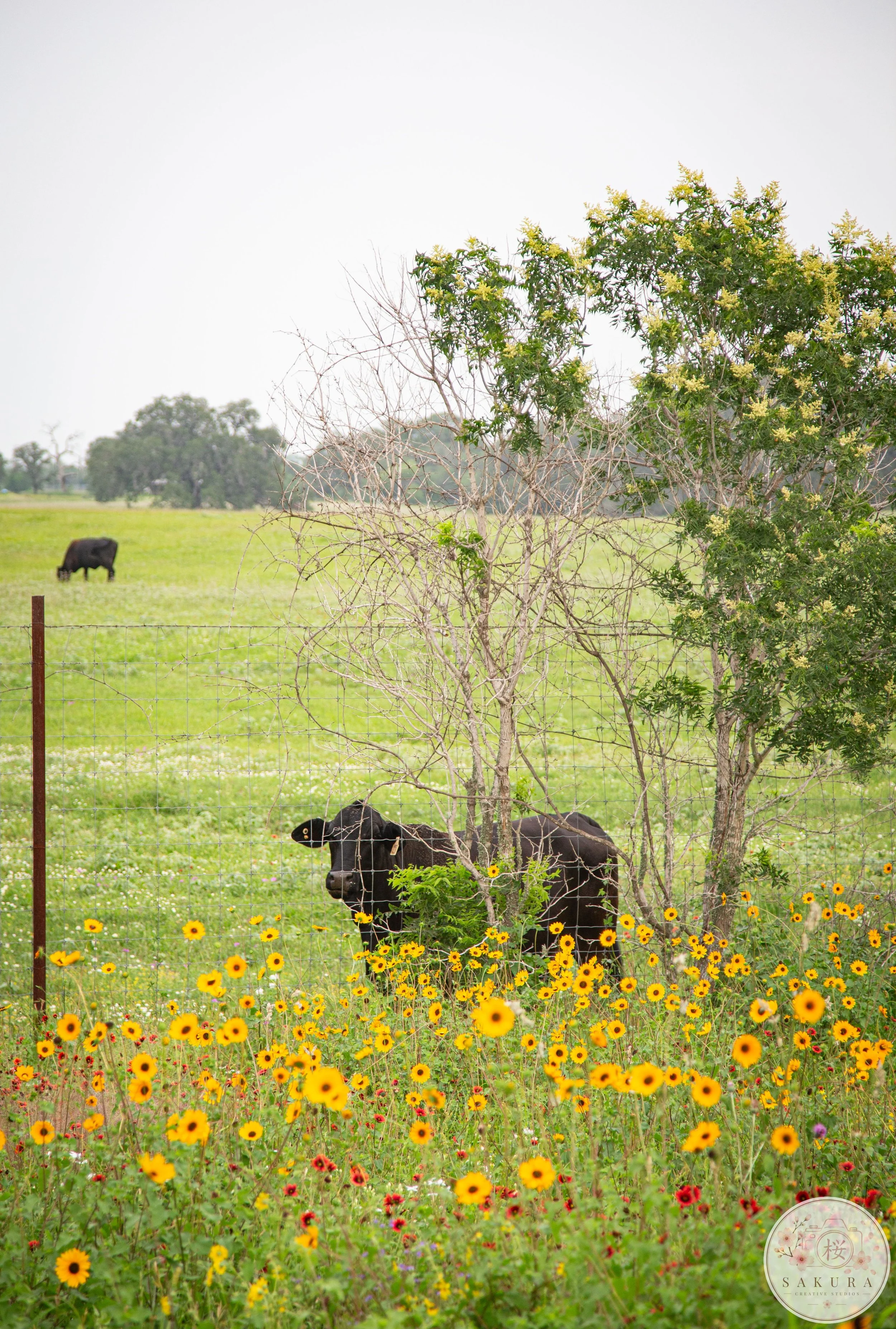 A fenced pasture with black cows, yellow flowers in the foreground, trees in the middle ground, and a black cow near the fence, outdoors during daytime.