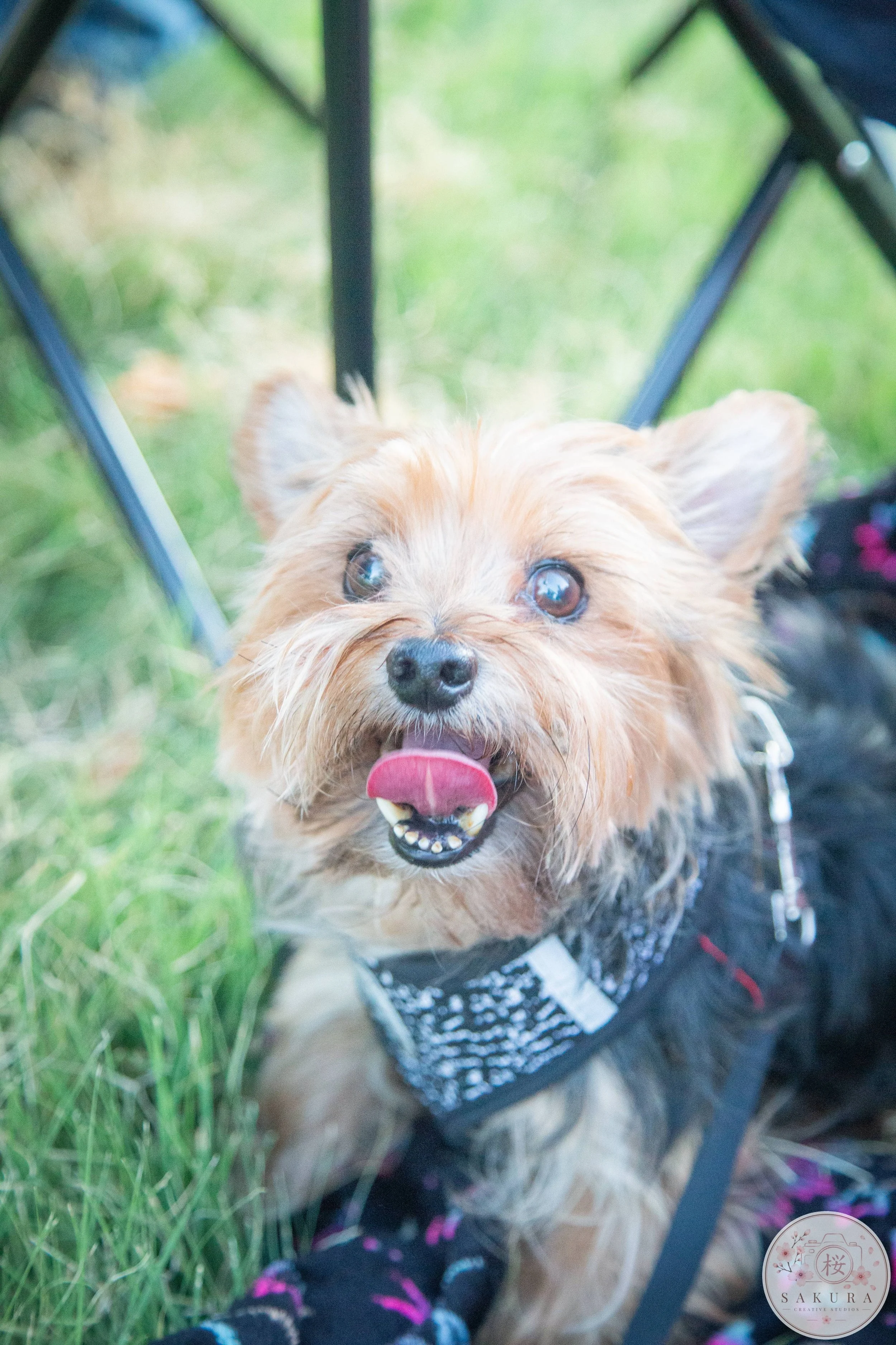 A small, fluffy brown and black dog with its tongue out, wearing a black and white harness, standing on grass, seen from a close-up angle with a blurred background.