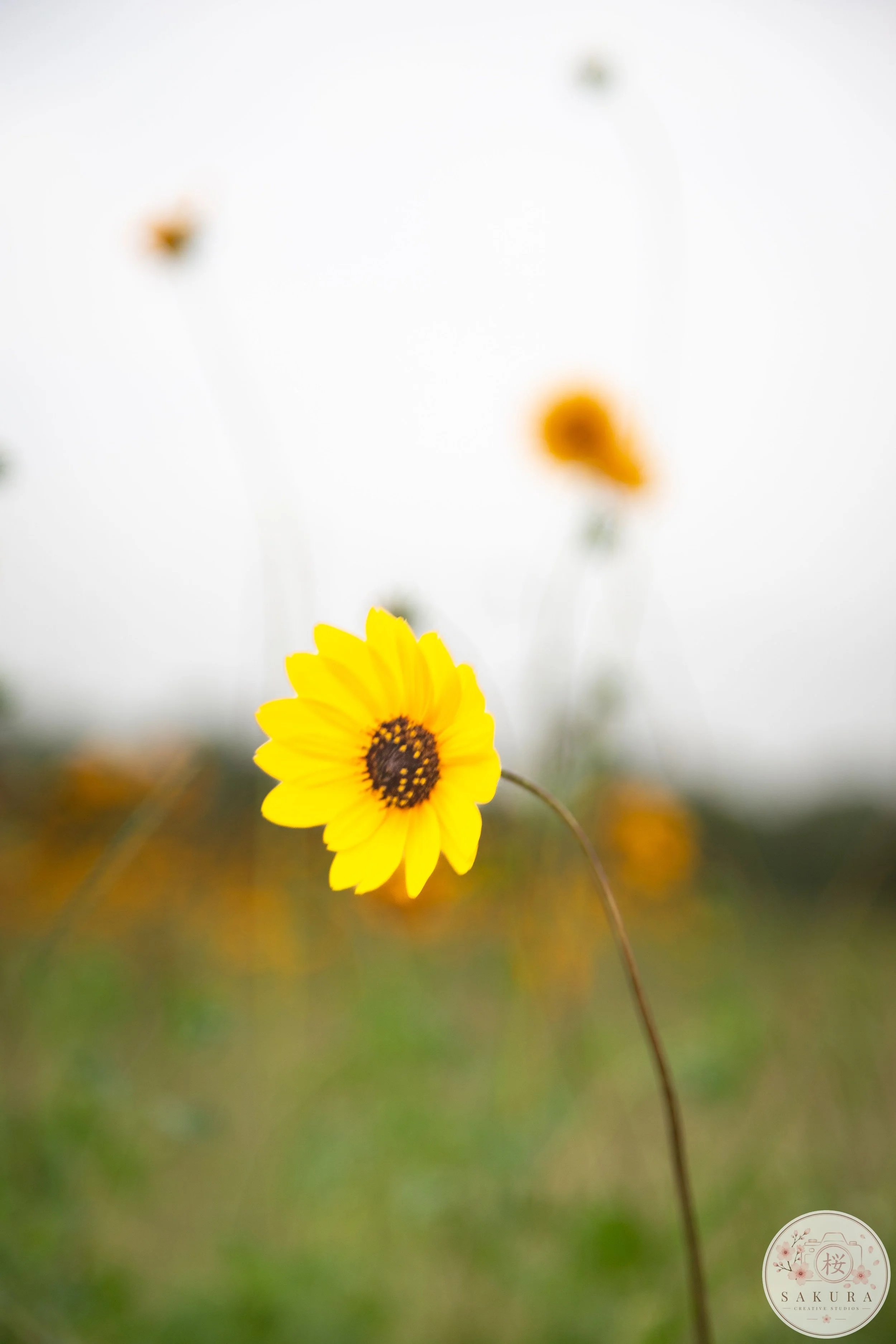 A single yellow flower with a dark center standing in a blurred outdoor setting.