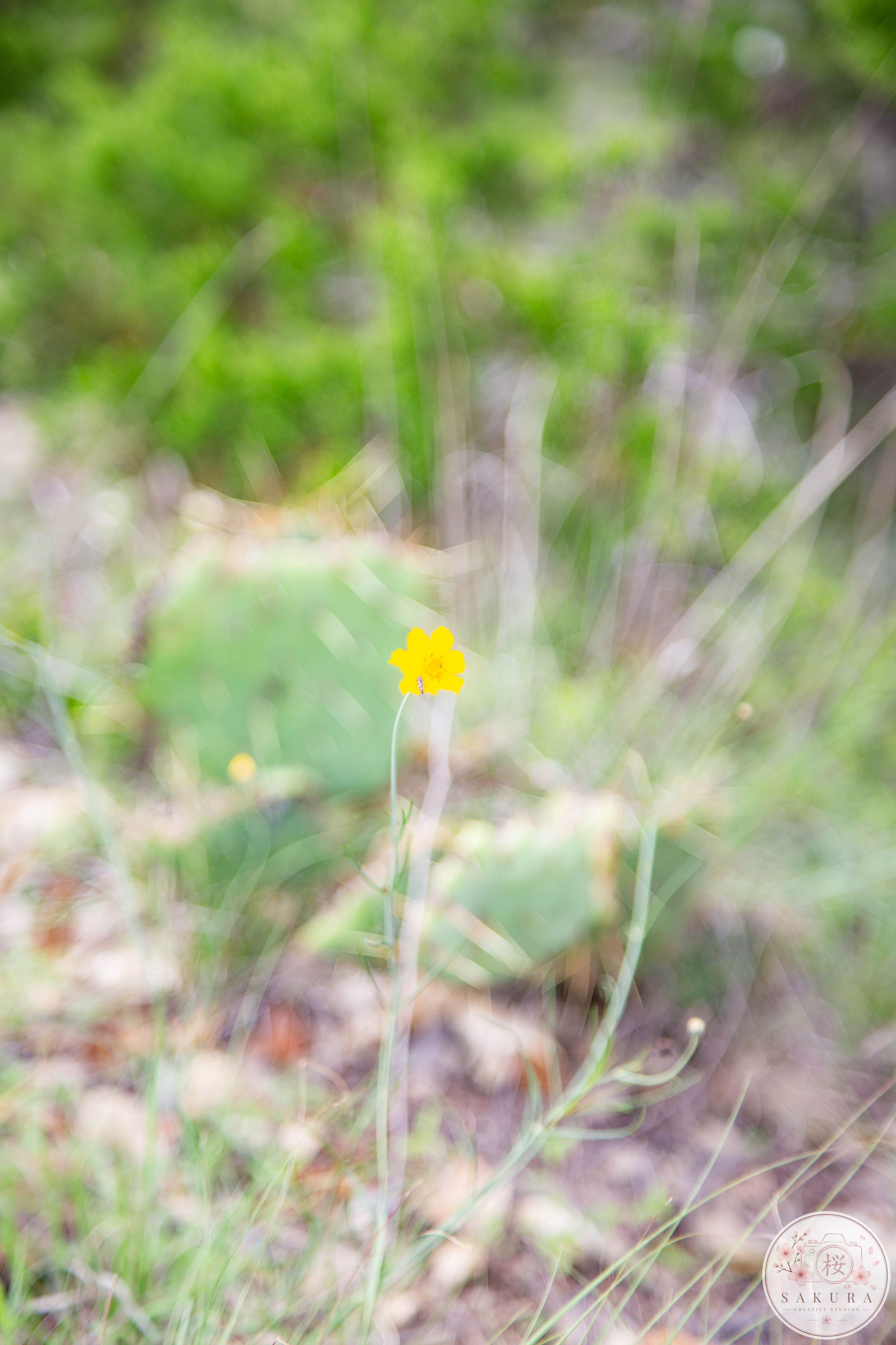 A small yellow flower with a thin stem over a blurred background of green grass and plants in a natural outdoor setting.