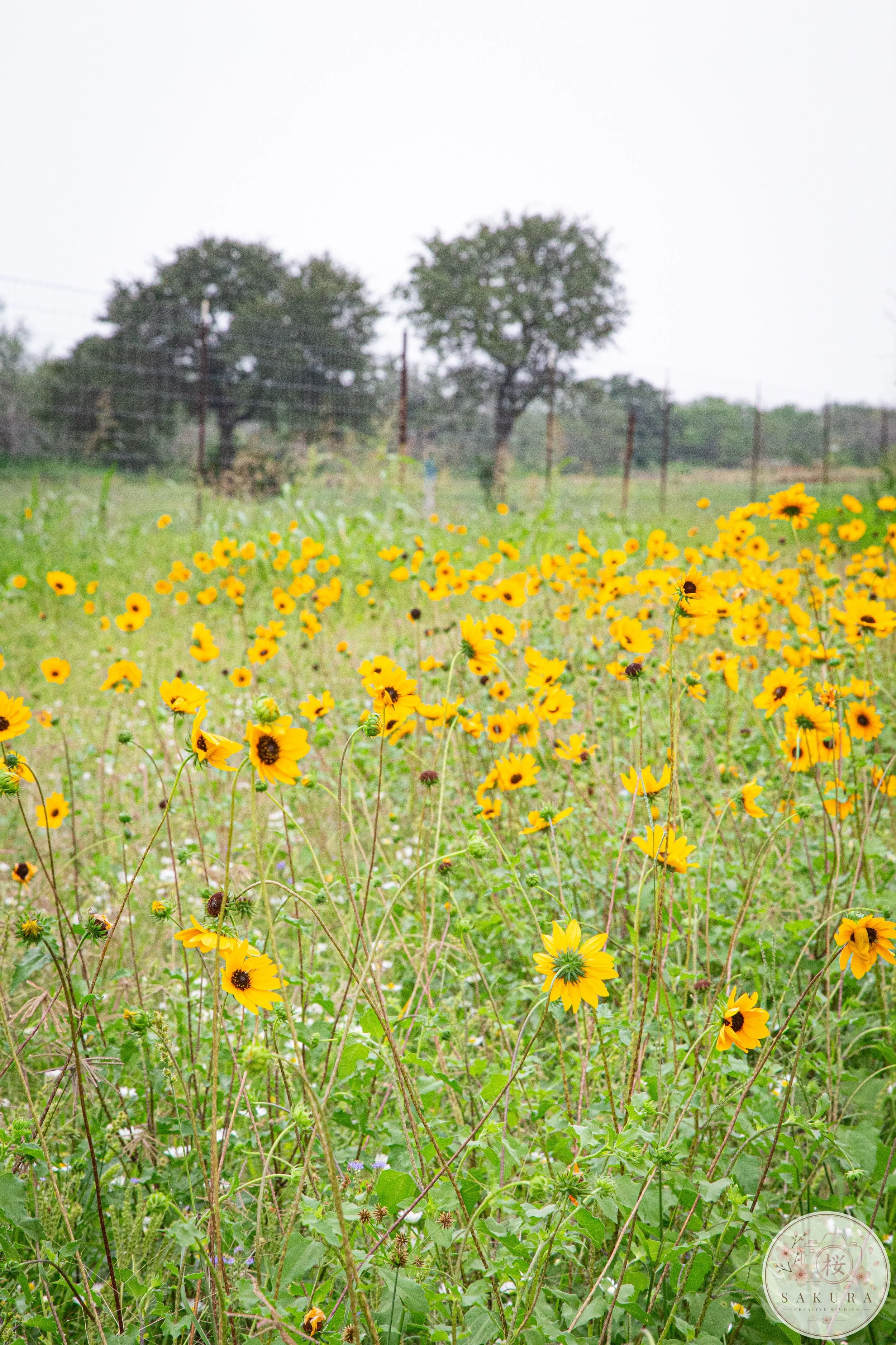A meadow of yellow flowers with green grass and weeds, behind a wire fence, with a few trees in the background under an overcast sky.
