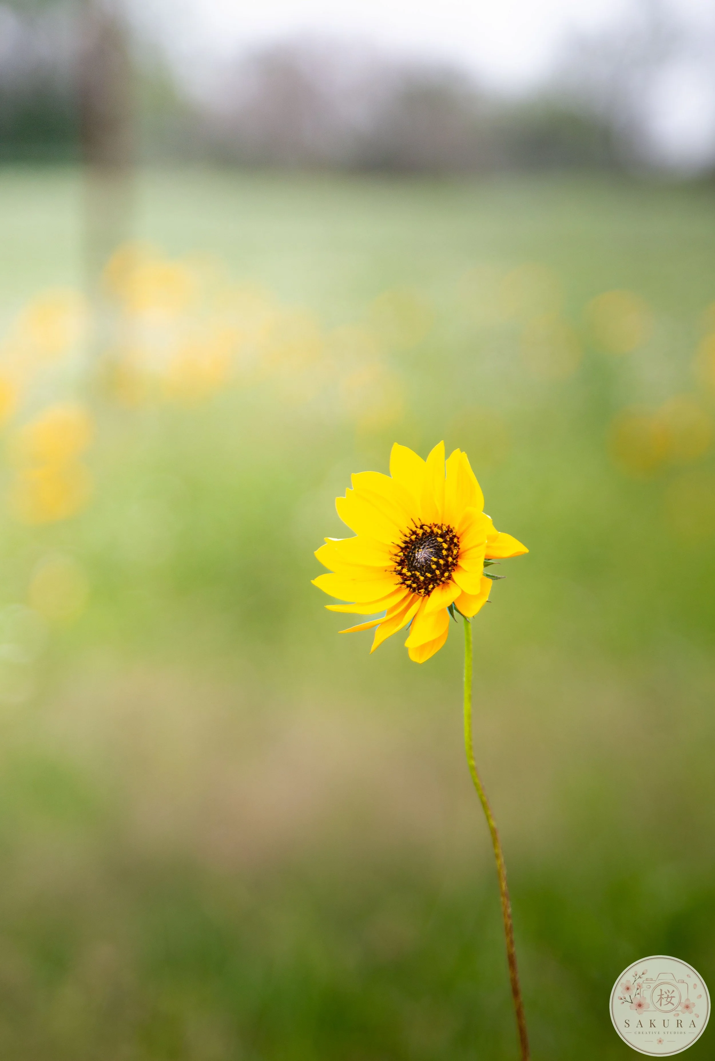 A single yellow flower with dark center on a tall, thin green stem against a blurred background of green and gray.