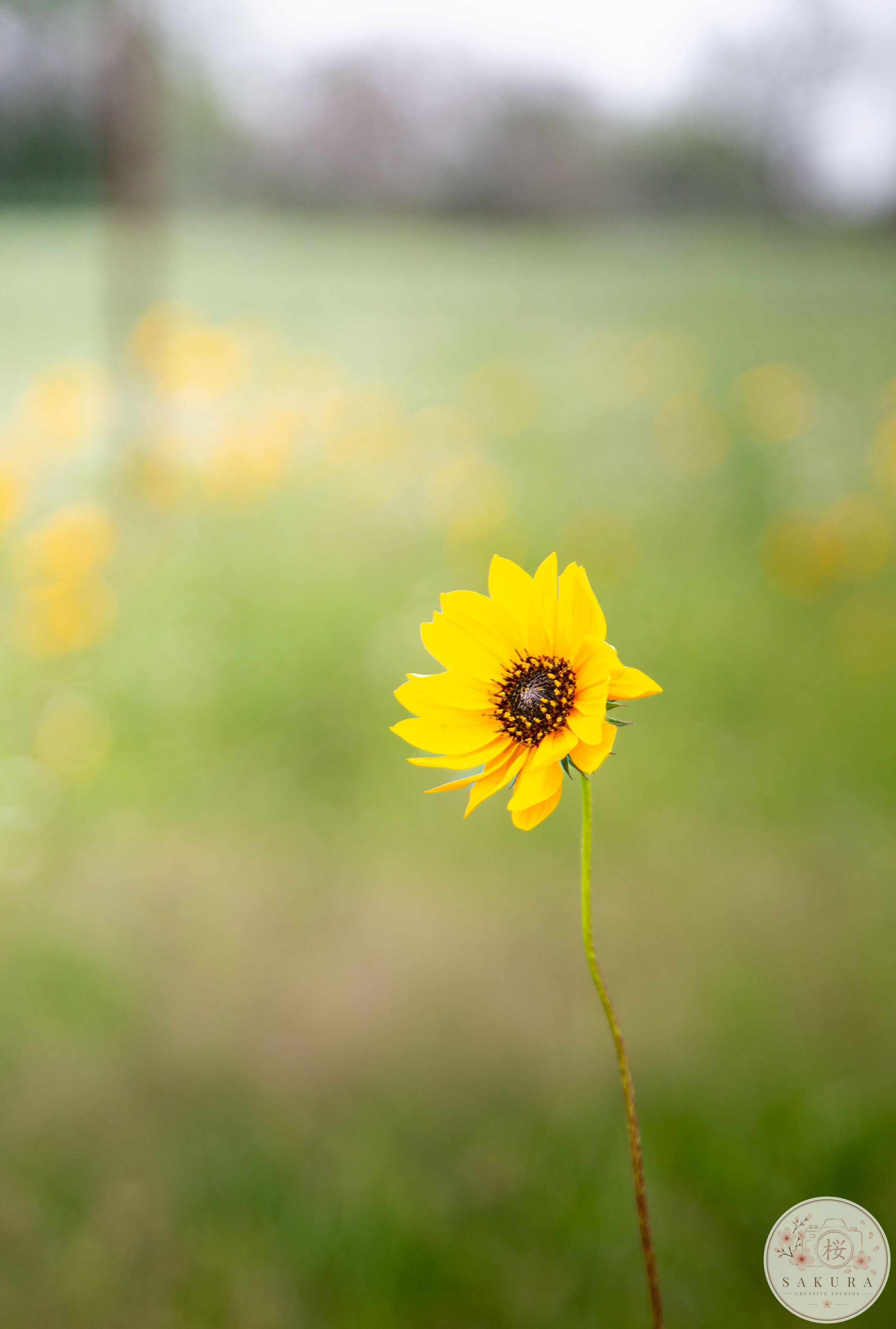 A single yellow flower with a dark center on a long, thin green stem against a blurred green and gray background.