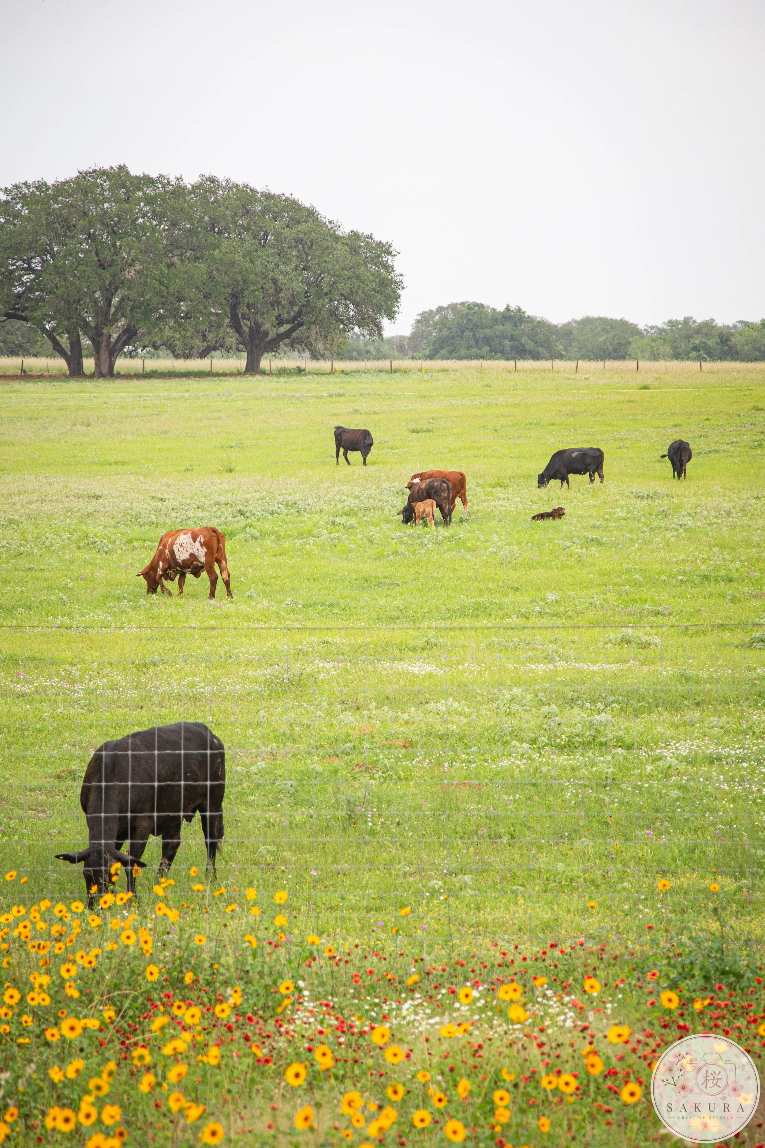 A pastoral scene with a black cow and colorful wildflowers in the foreground, grazing and resting on a green grassy field, with several other cows grazing in the middle distance, and large trees under a bright sky in the background.