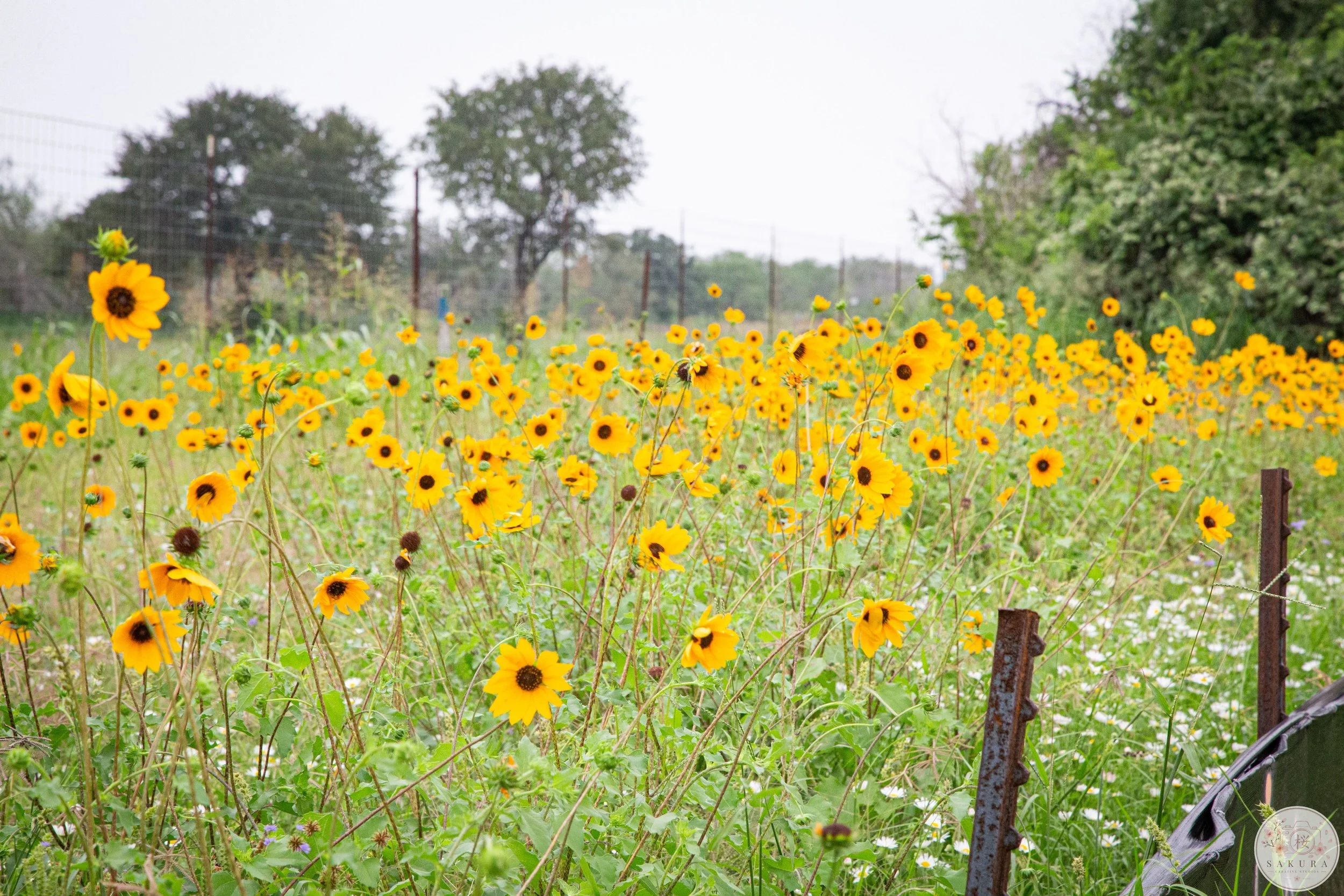 A field of yellow flowers with dark centers, some are blooming and others are still buds, surrounded by green foliage, with trees and a fence in the background on a cloudy day.