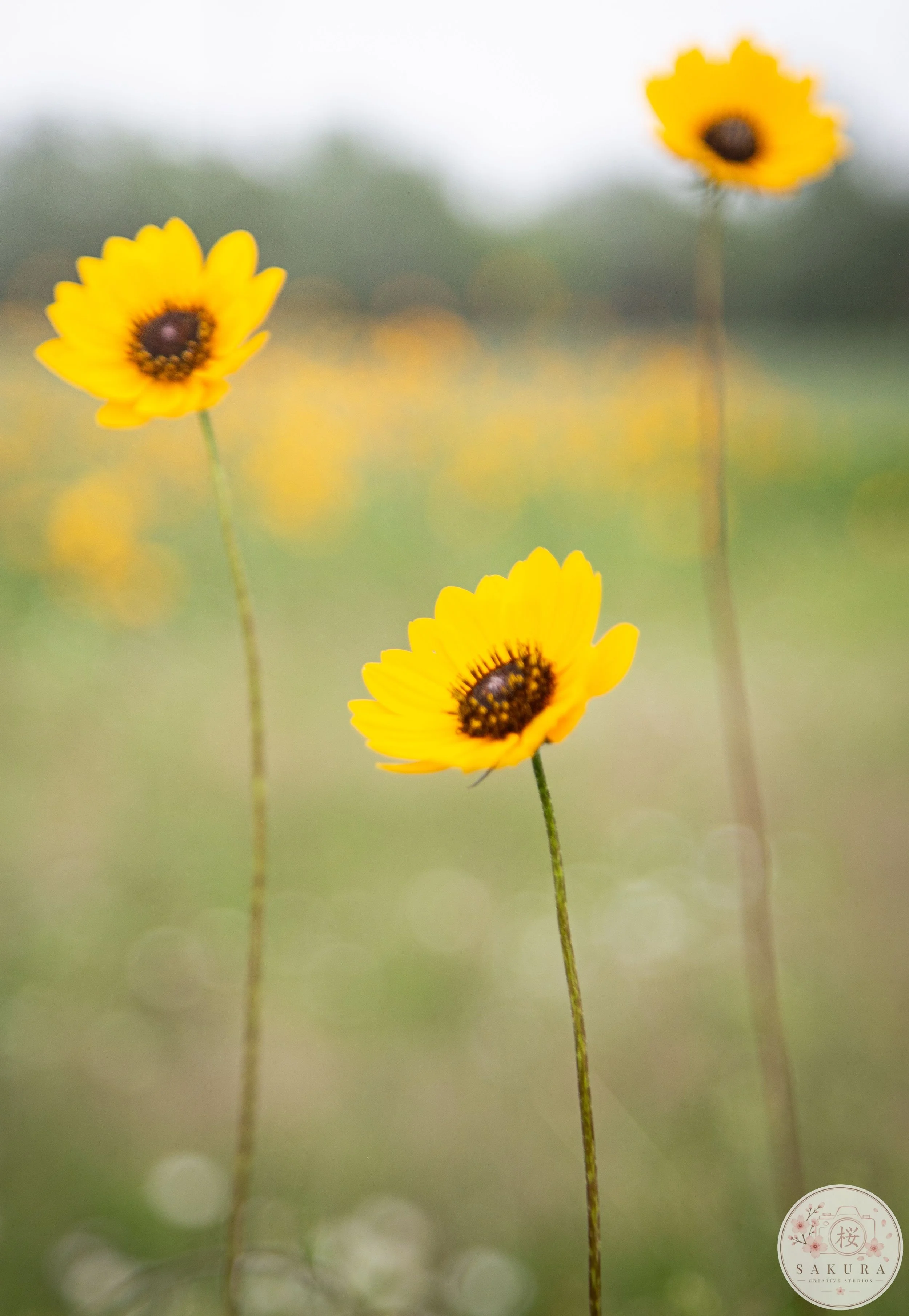 Three yellow flowers with dark centers on tall, thin green stems, blurred green background.