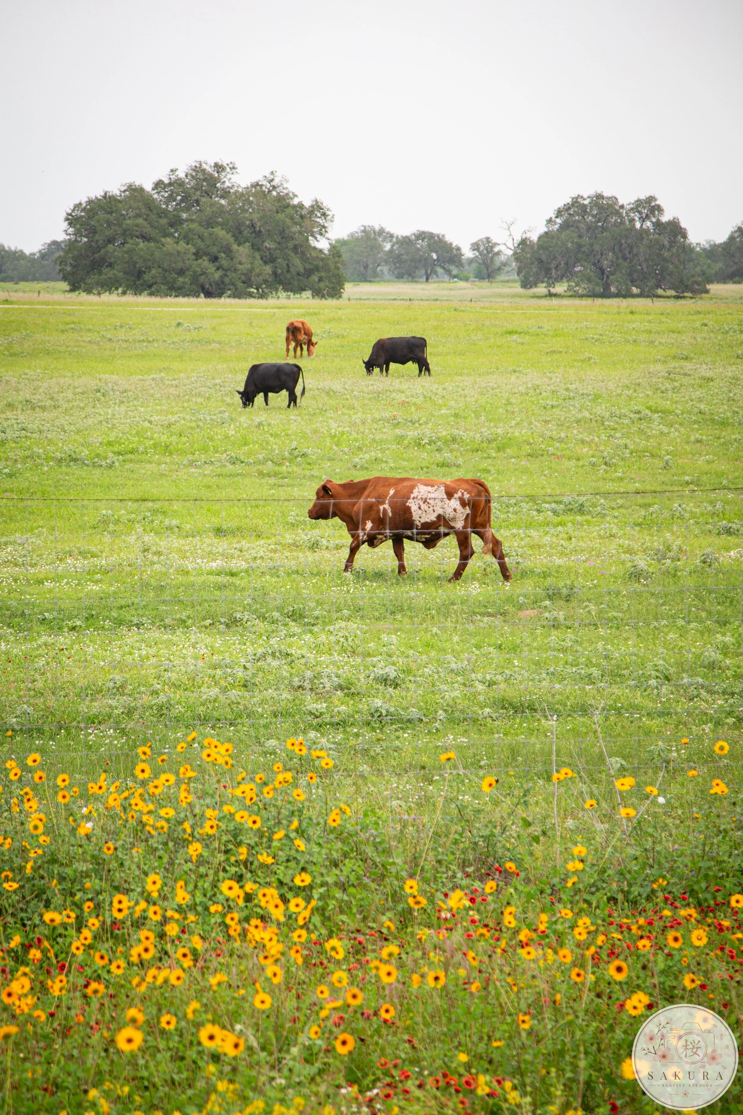 A scenic rural landscape with green grassy fields, colorful flowers in the foreground, several cows grazing, and large trees in the background under a cloudy sky.
