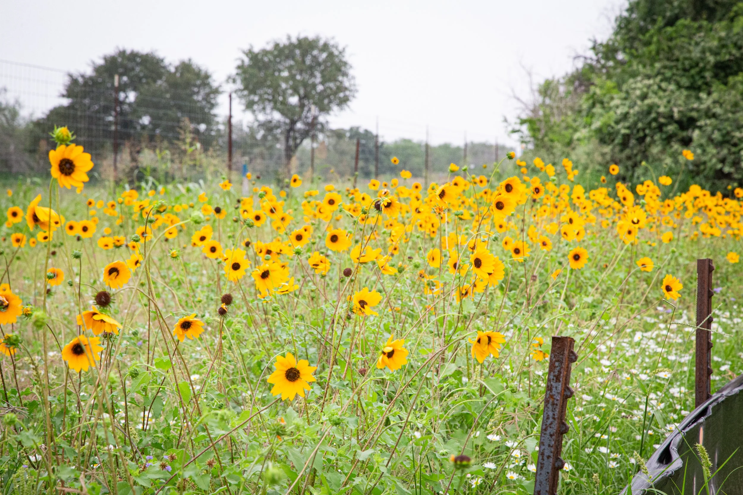Field of bright yellow flowers with dark centers, a few green leaves, and a cloudy sky above.