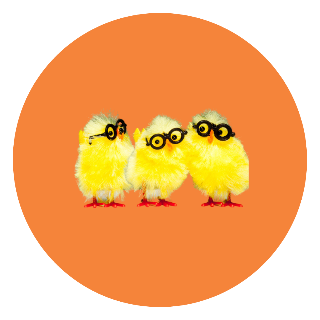 Three yellow fluffy chick toys wearing black glasses standing on an orange background.