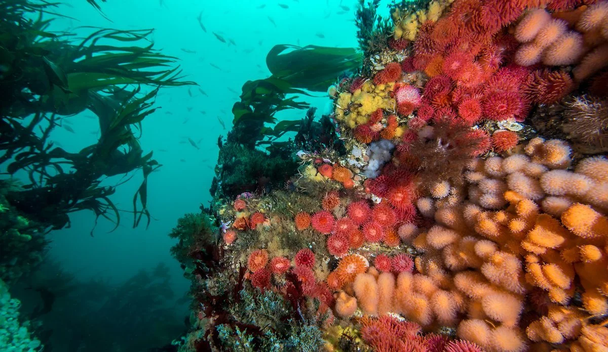 Food from the Ocean and the Future of Coastal Monitoring