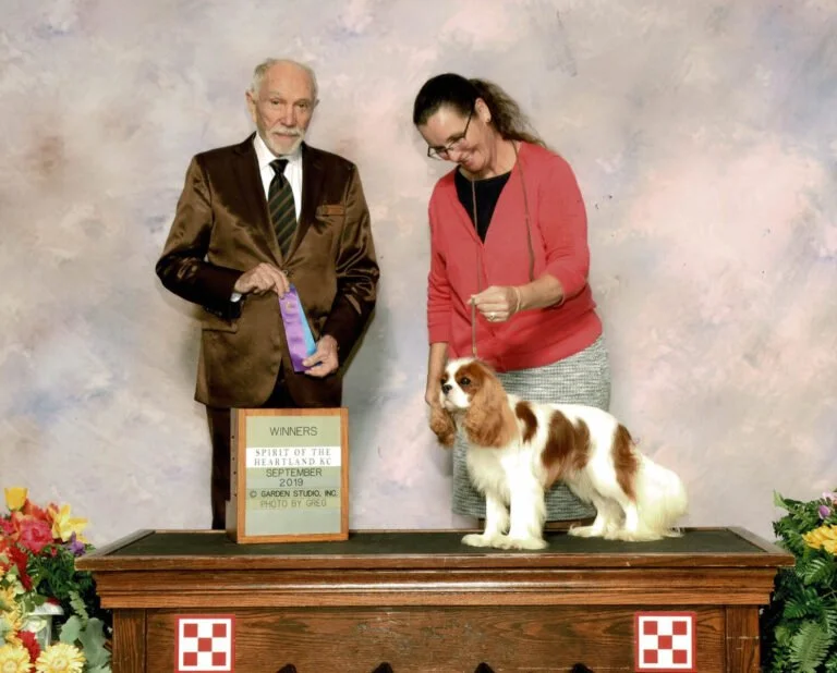 Cuddle cavalier king charles