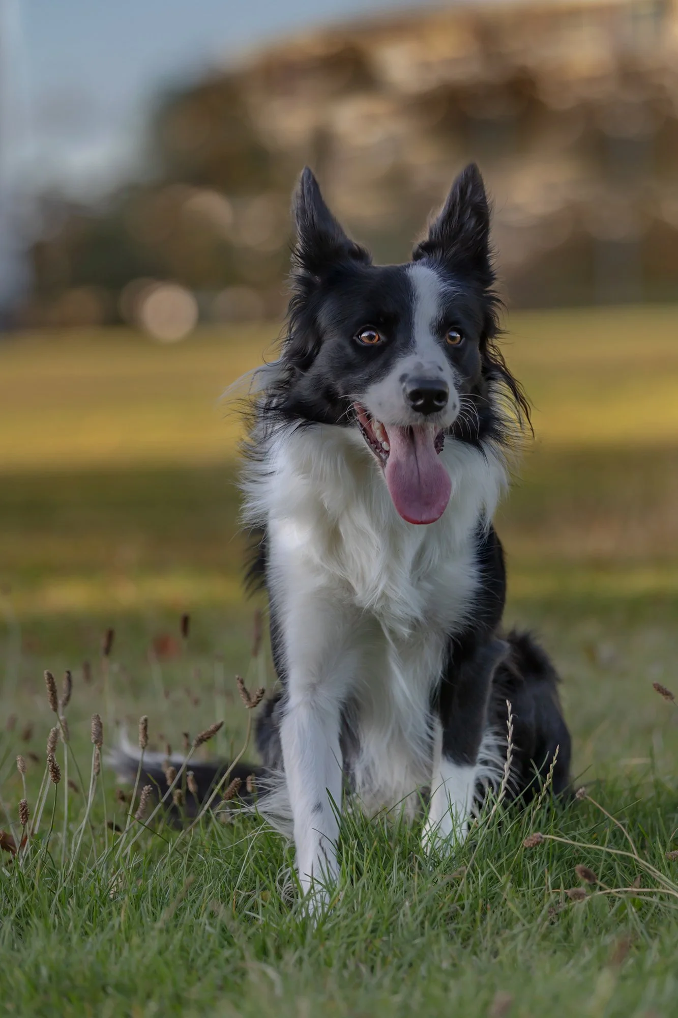 A black and white Border Collie dog sitting in a grassy field on a fall day with blurred trees in the background.