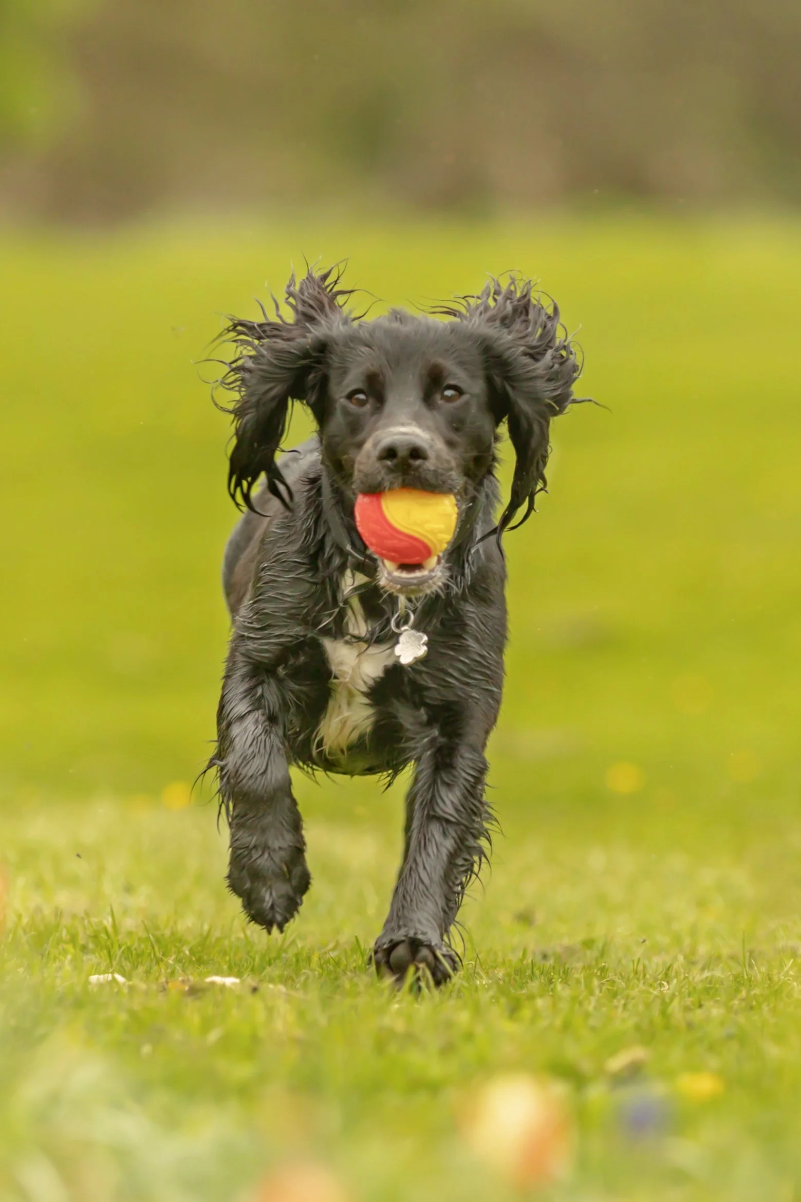 A black dog with wet fur running on a grassy field while holding a yellow and red ball in its mouth.