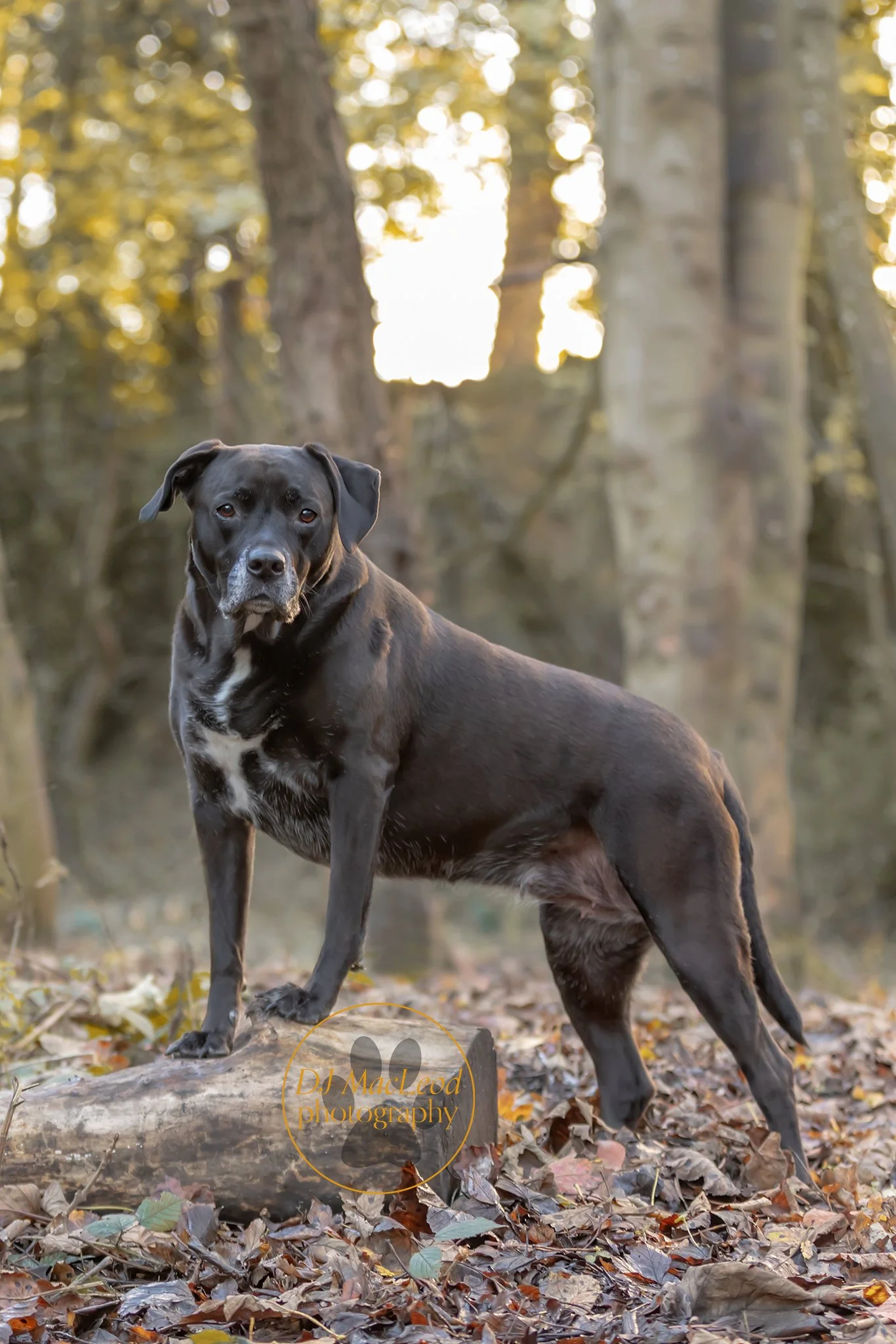 A black and white dog standing on a log in a forest, surrounded by fallen leaves, with trees and sunlight in the background.