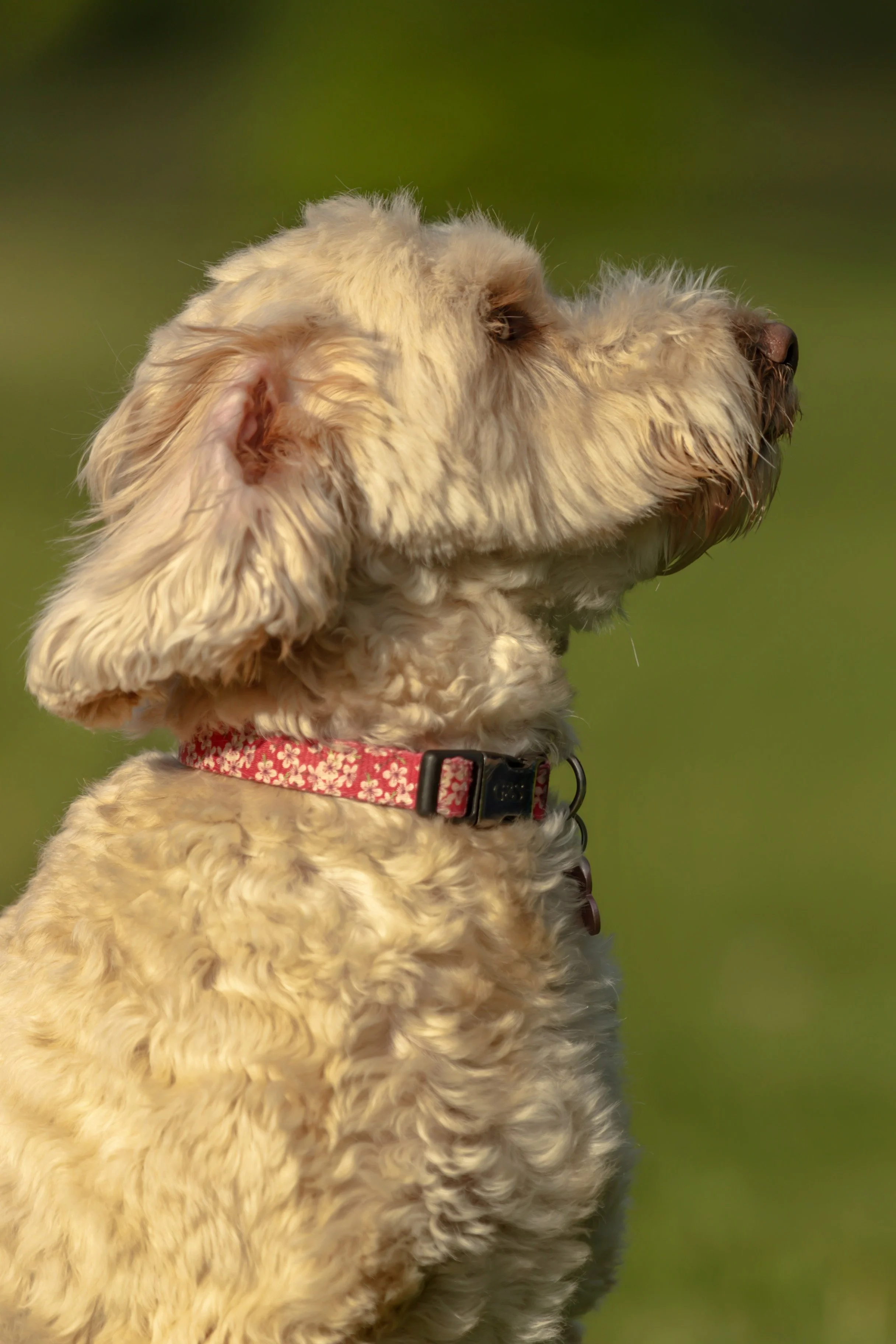 Close-up of a curly-haired dog with a pink collar looking sideways outdoors on a grassy background.