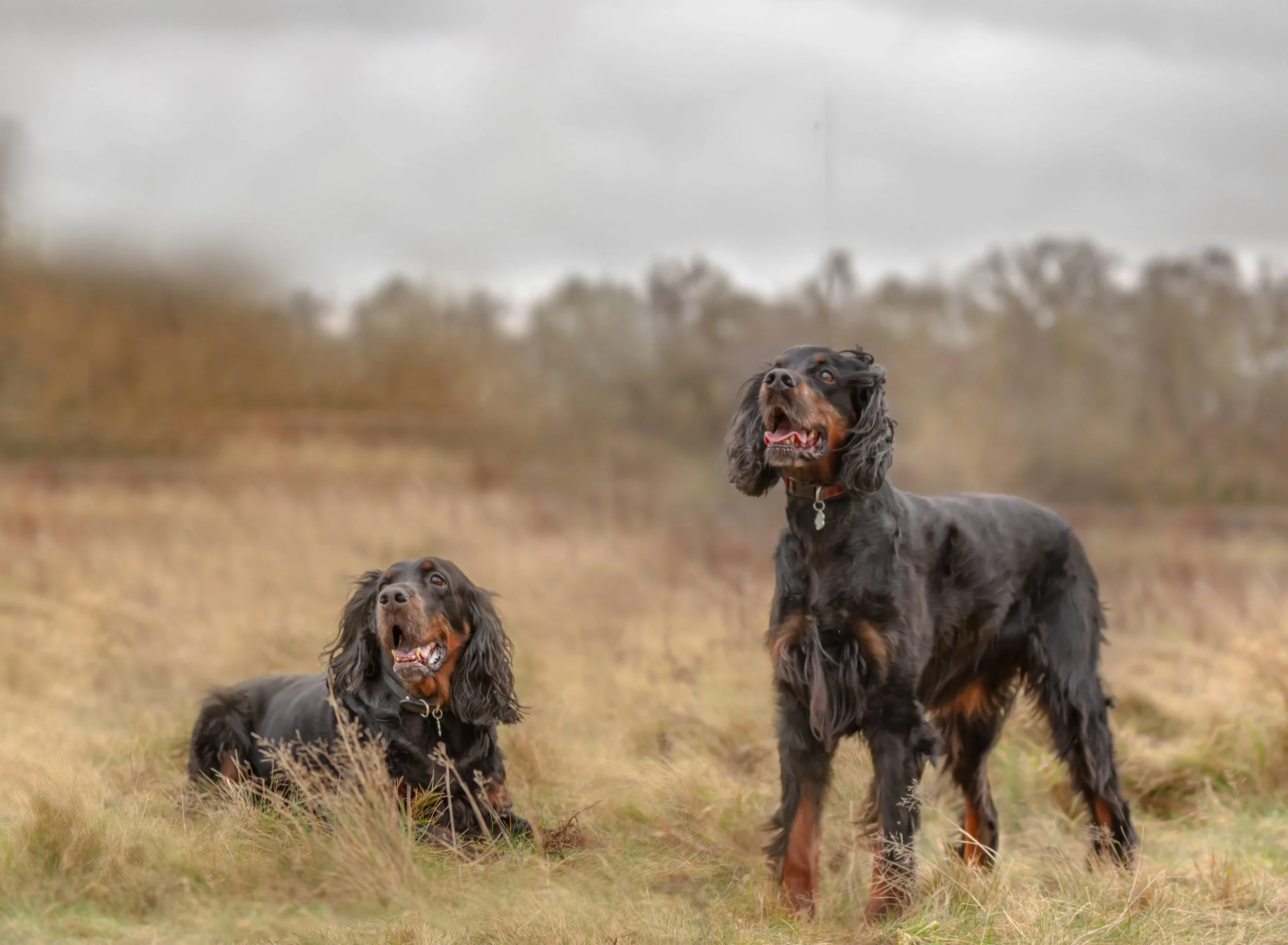 Two black and tan Cocker Spaniel dogs standing in a field with a cloudy sky in the background.