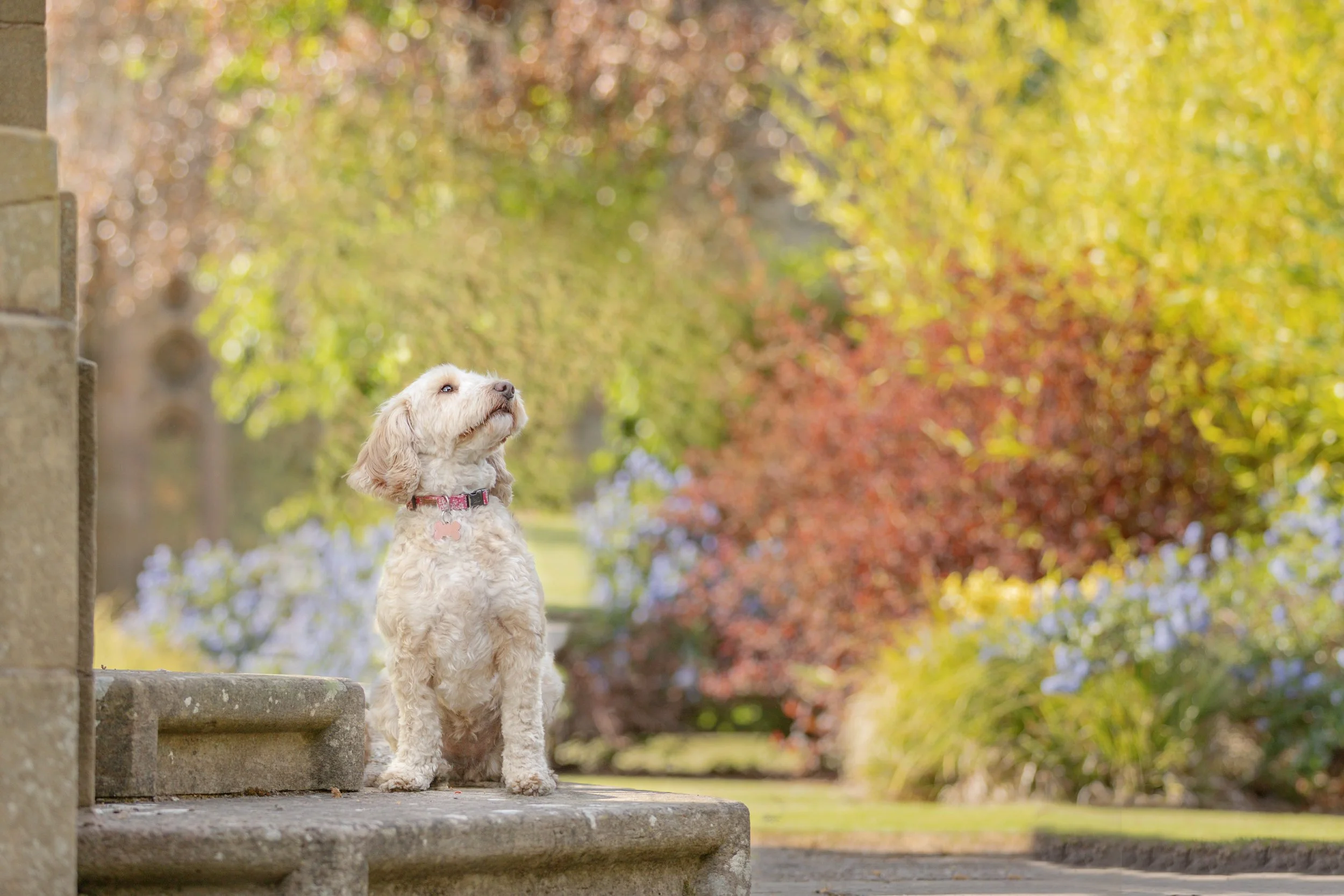 A small, curly-haired dog with a pink collar sitting on stone steps outdoors with yellow, orange, and green foliage in the background.