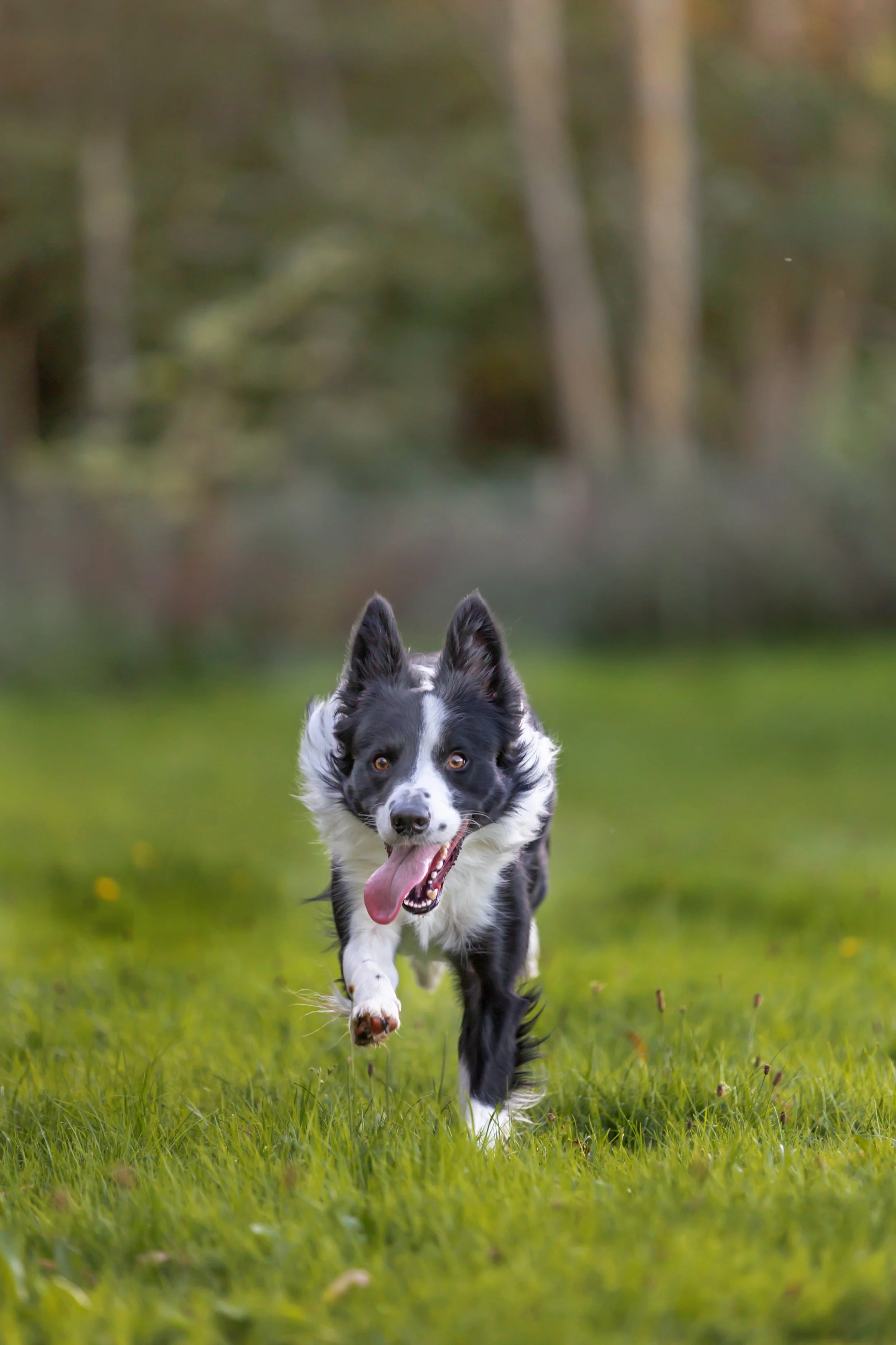 A black and white dog running on a grassy field with trees blurred in the background.