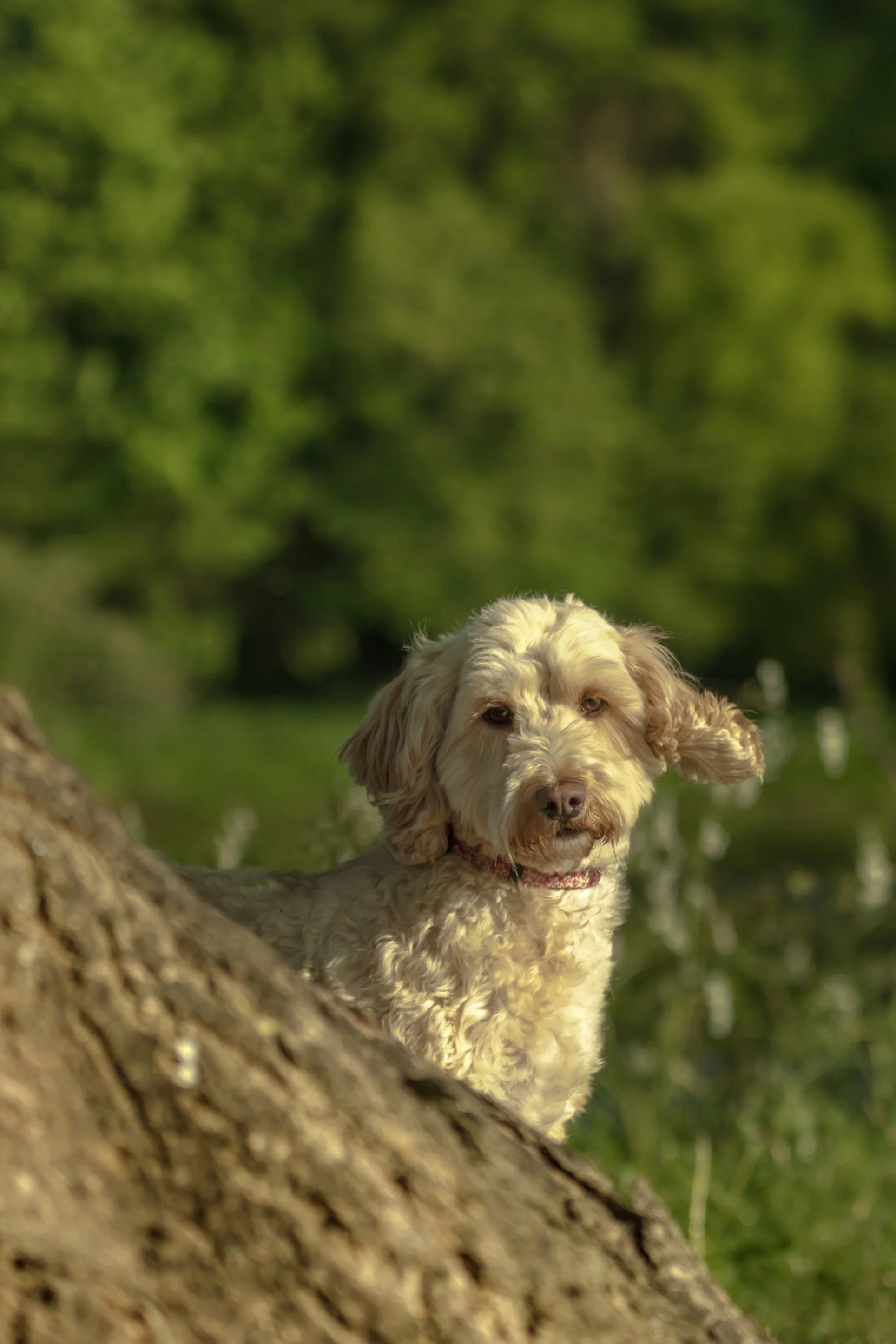 A cream-colored fluffy dog with floppy ears and brown eyes peering over a tree trunk in a green outdoor setting.