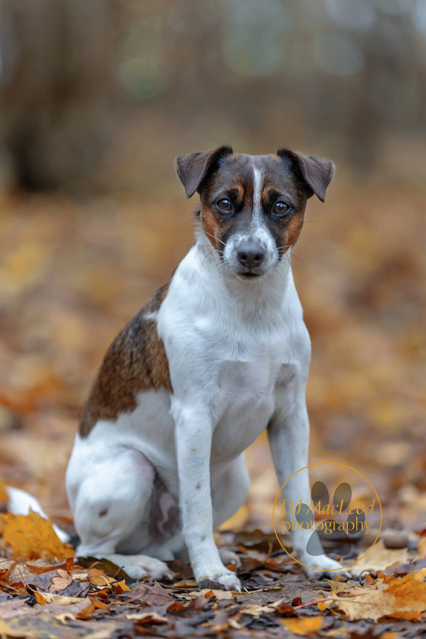 A brindle and white dog sitting on fall leaves outdoors, looking at the camera.