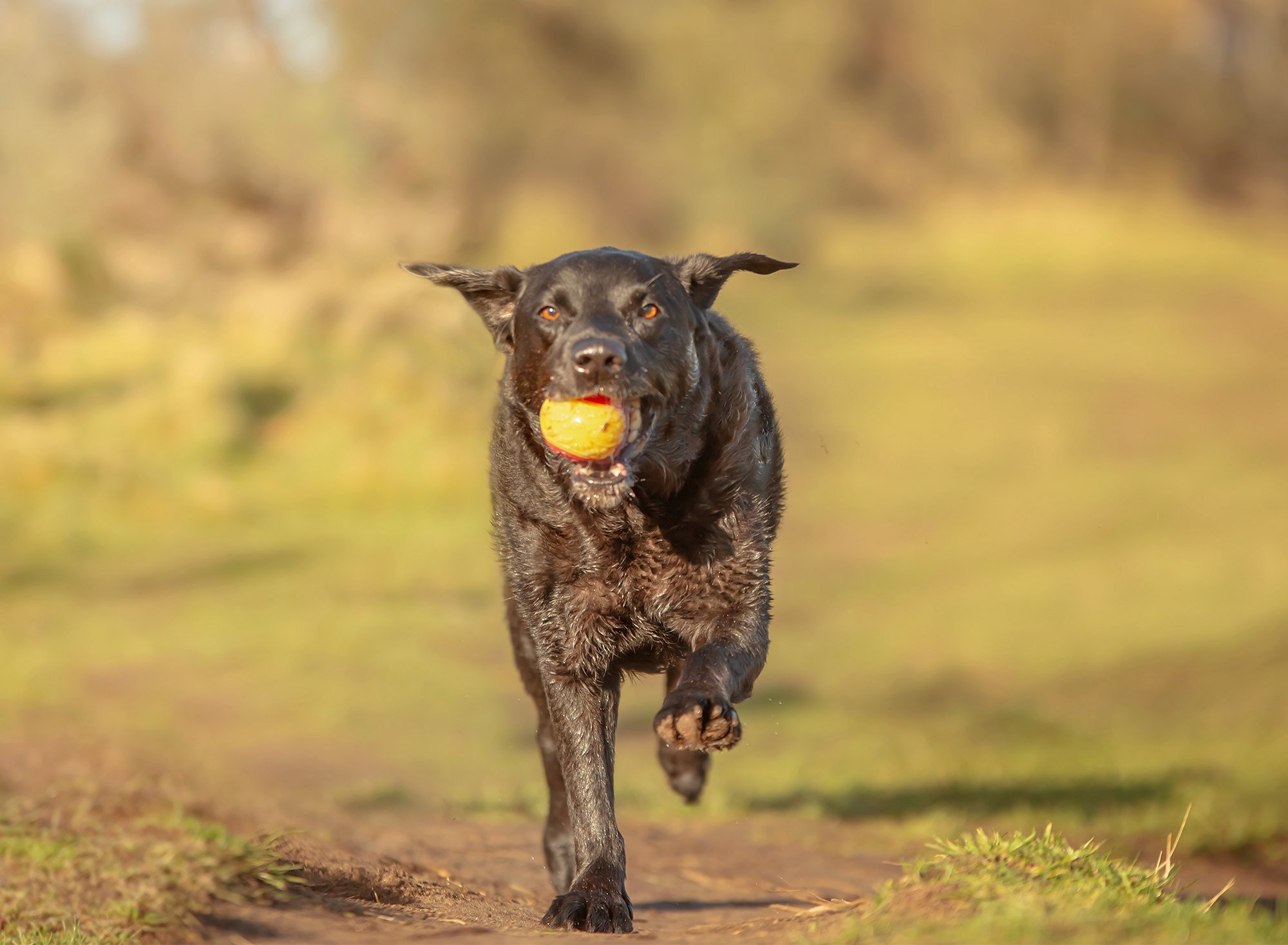 A black dog running on a dirt trail while carrying a yellow tennis ball in its mouth.