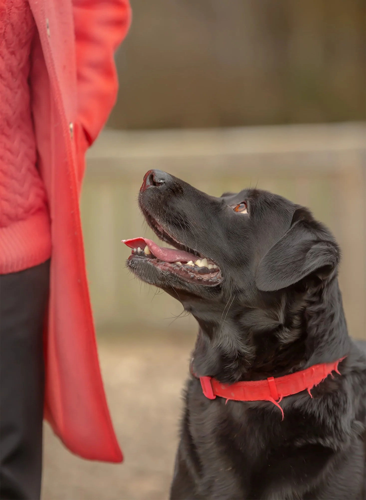 A black Labrador retriever dog wearing a red collar looking up at a person wearing a red jacket.