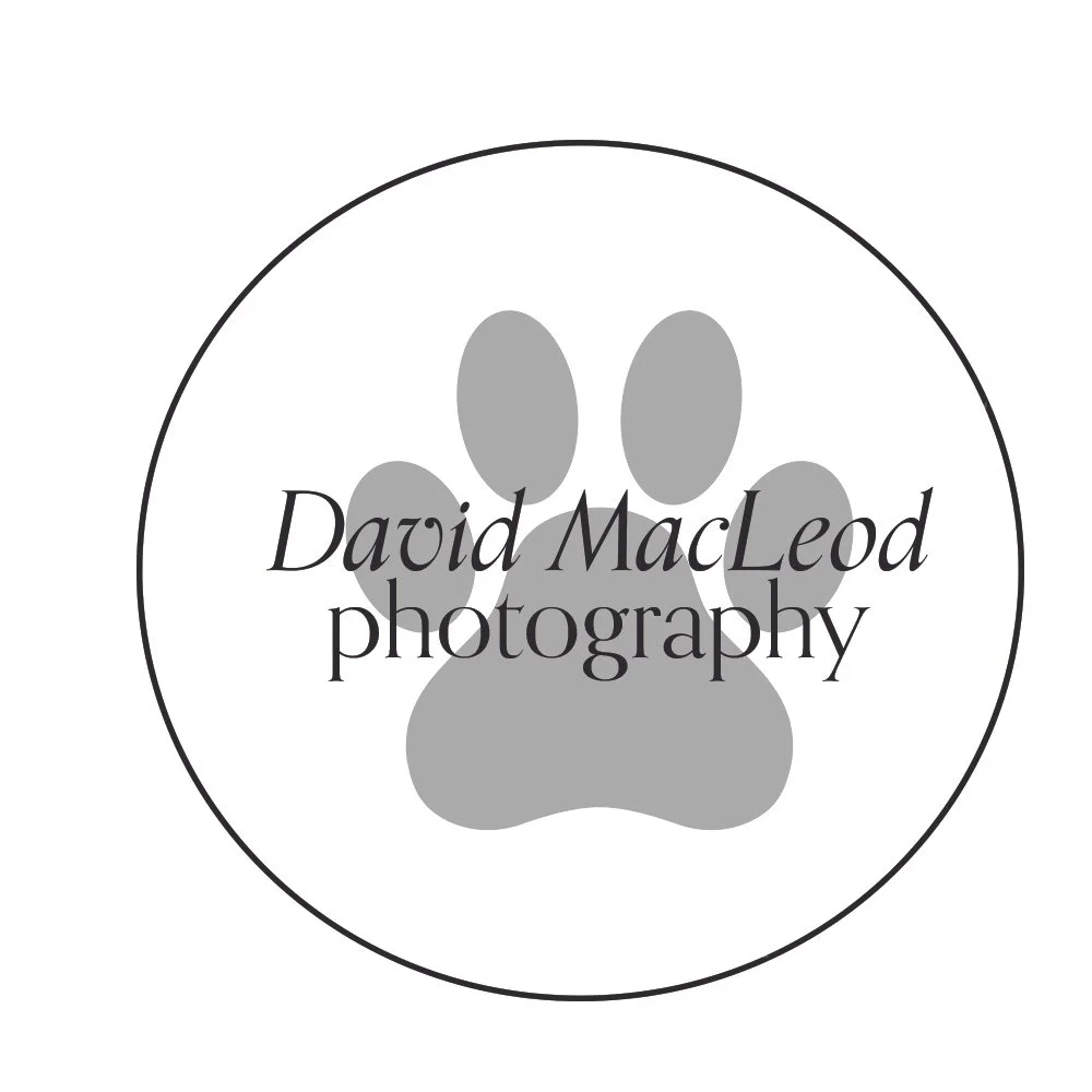 David MacLeod Photography
