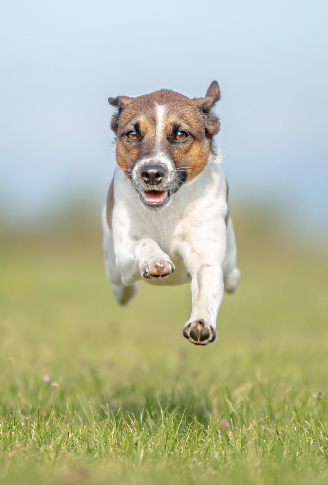 A dog running on grass outdoors.