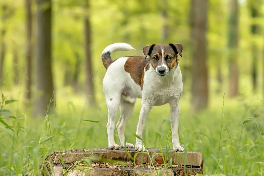 A small brown and white dog standing on a tree stump in a forest.