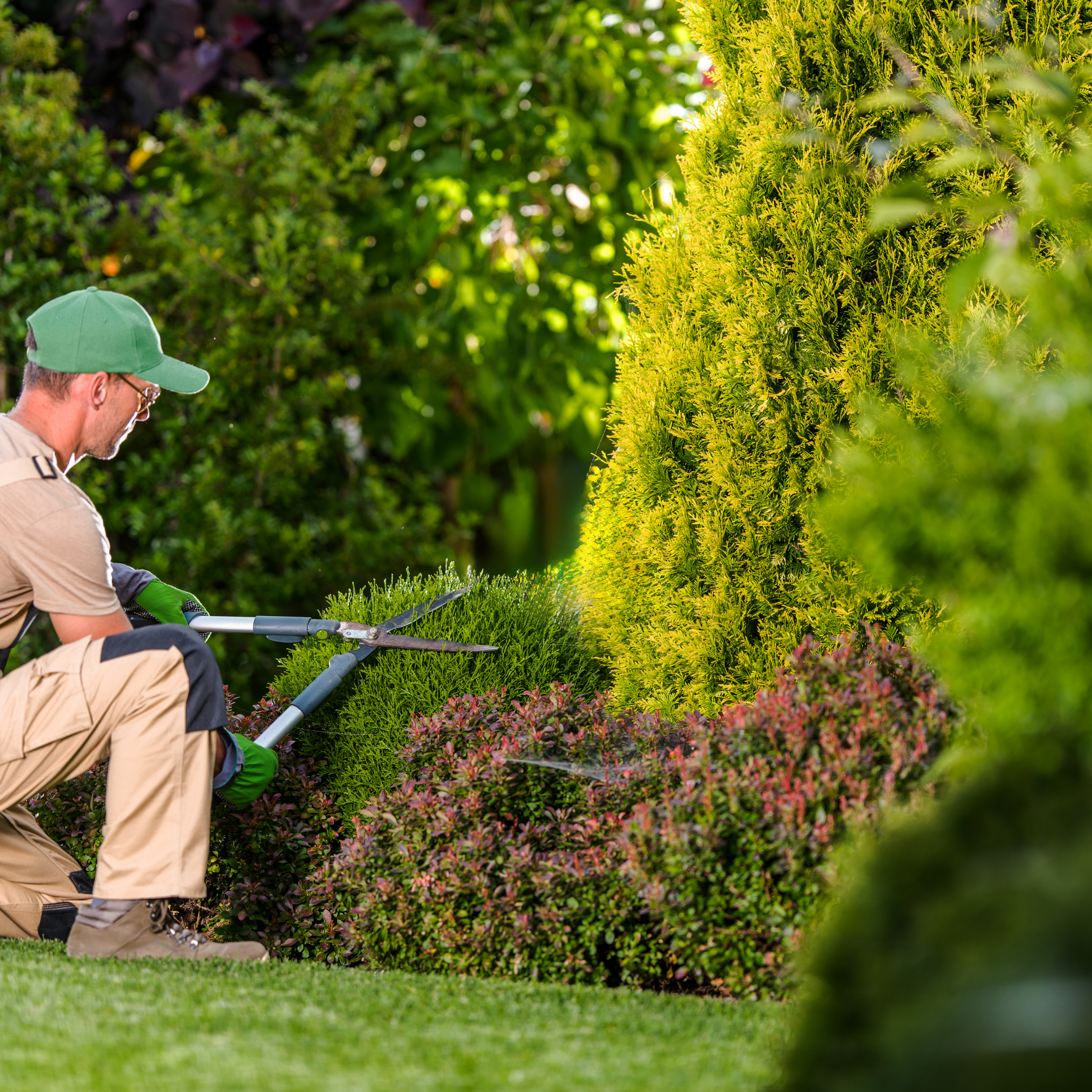 A man kneeling on grass with garden shears trimming bushes in a lush garden with various plants and shrubs.