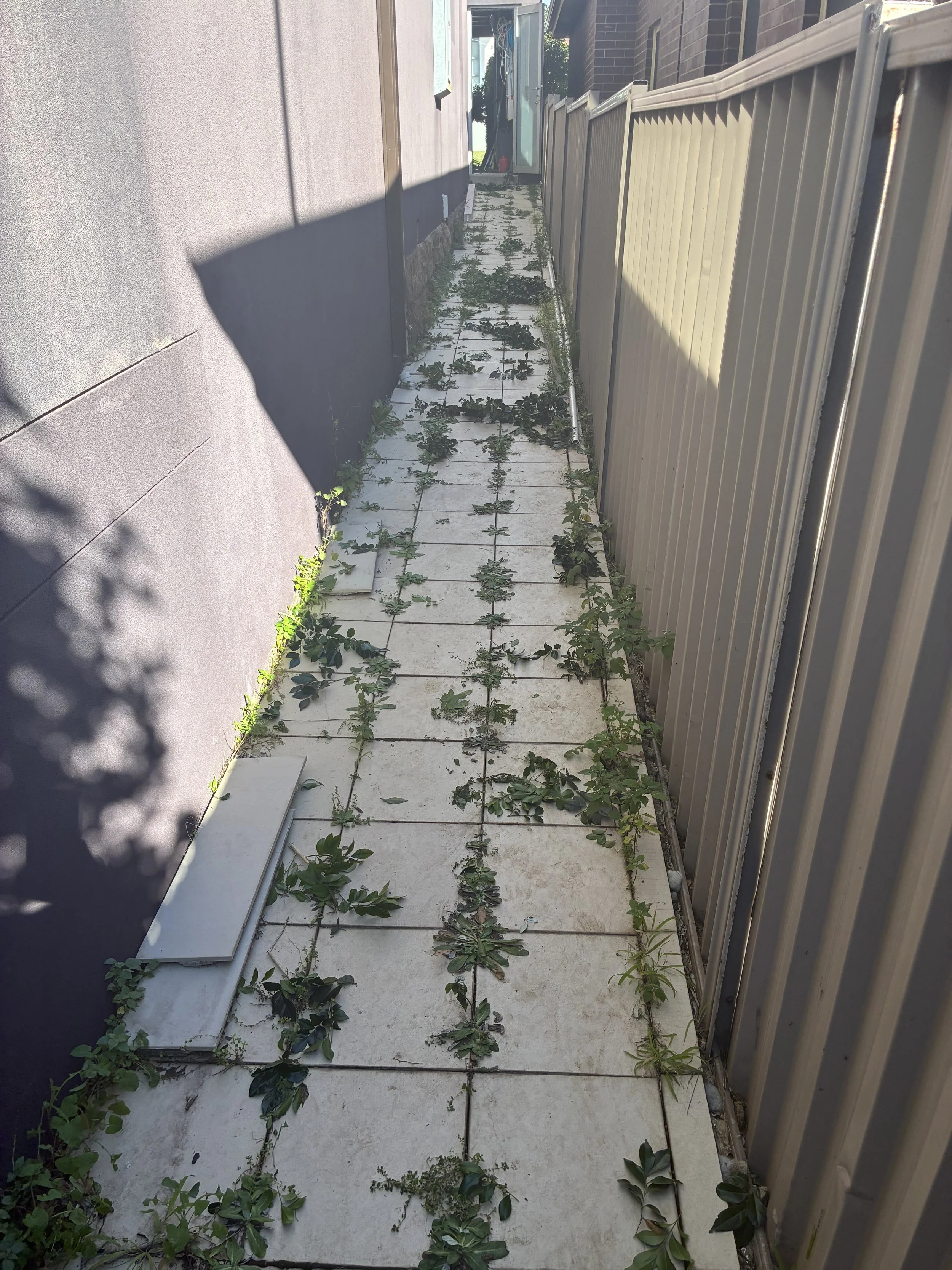 Sidewalk with weeds and plants growing between tiles, adjacent to a building wall and a metal fence.