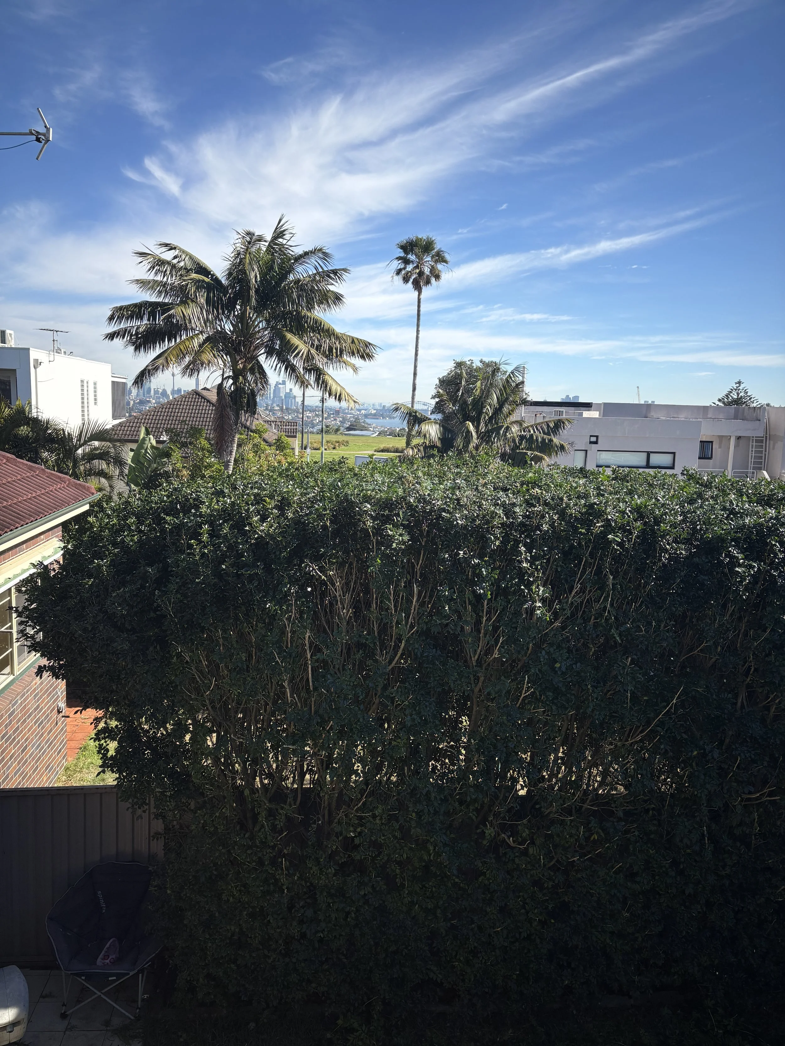 View of a backyard with two palm trees, surrounded by bushes. In the background, there is a city skyline under a blue sky with scattered clouds.