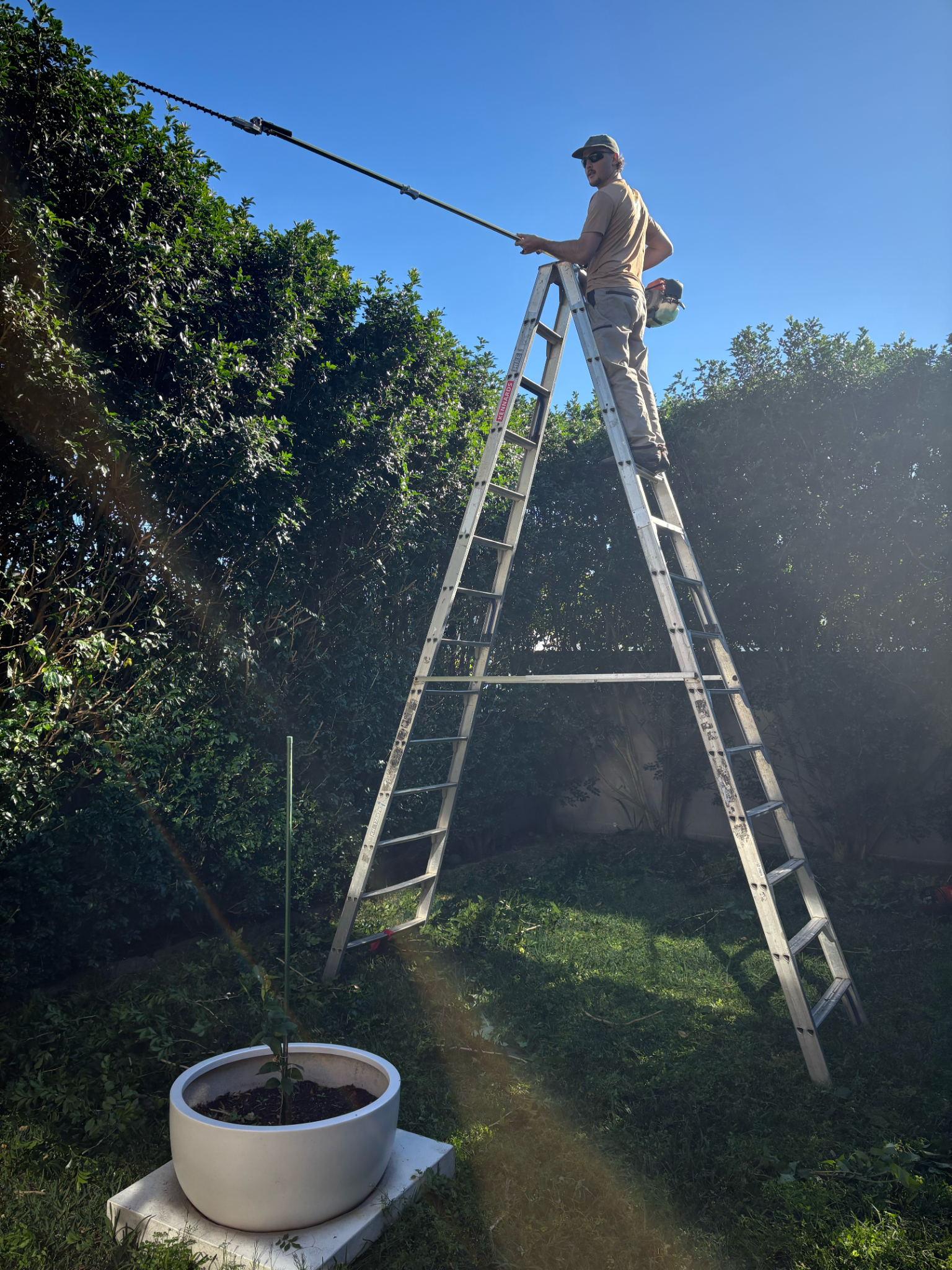 A man stands on a ladder in a garden, holding a long pole with a tool at the end, possibly for trimming or pruning. There are green bushes in the background, a white potted plant in the foreground, and a clear blue sky.