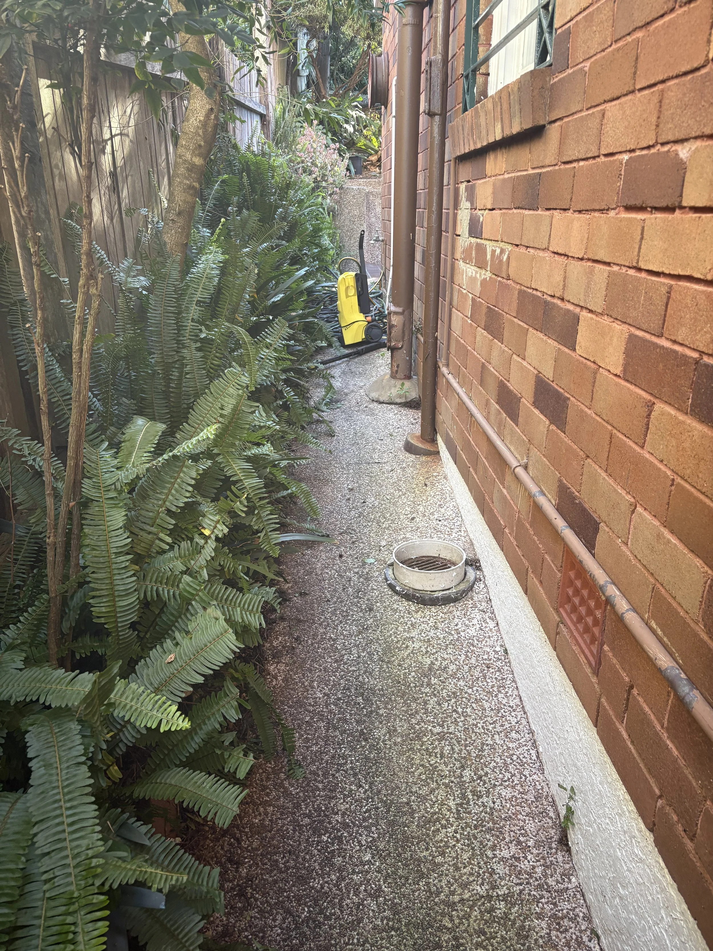 A narrow backyard pathway next to a red brick house, with a man watering plants using a yellow garden hose, and lush green foliage on the left side.