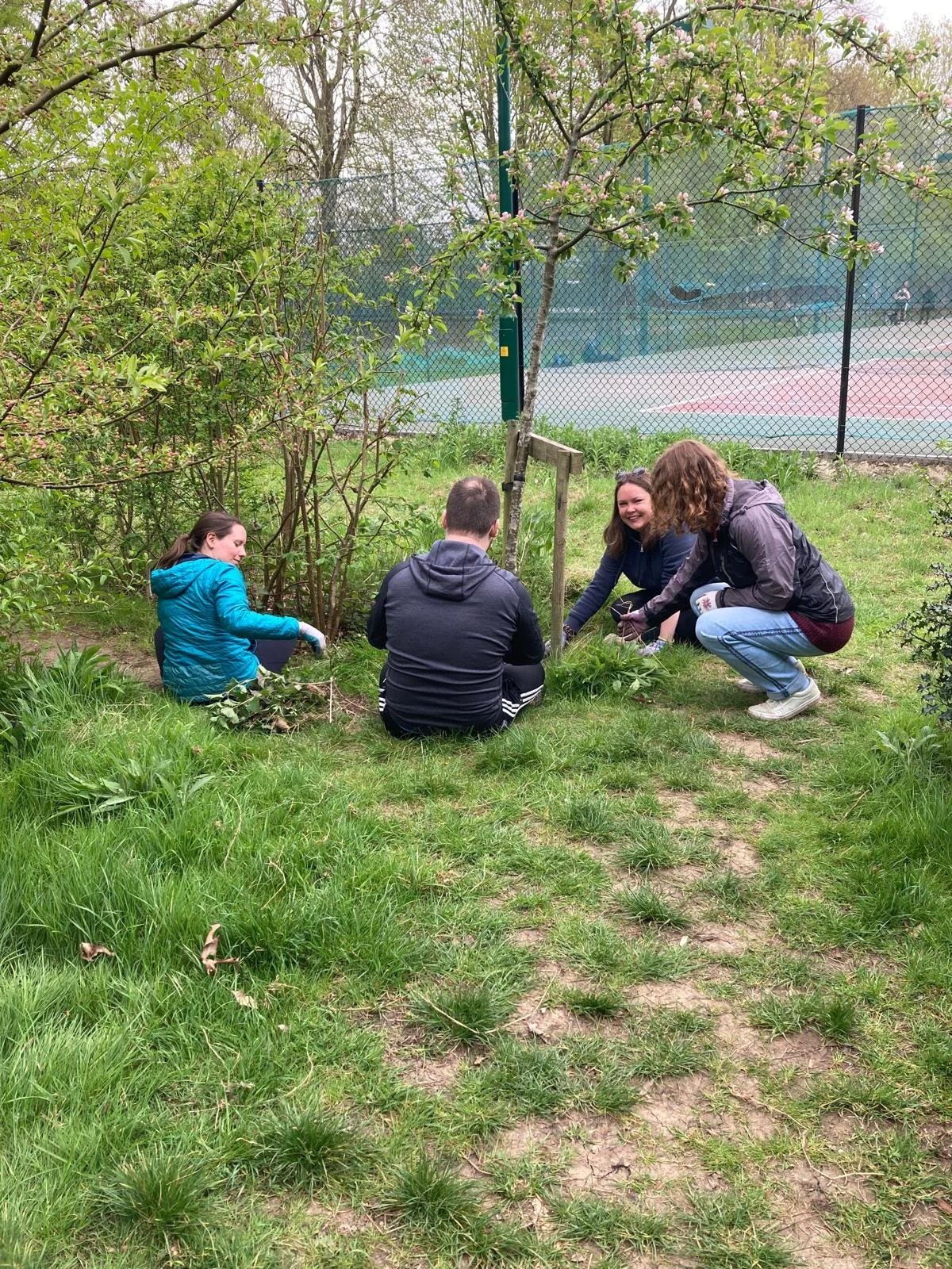 Four people planting a small tree in a grassy area next to a tennis court, with two women crouching and two men sitting nearby, during overcast weather.