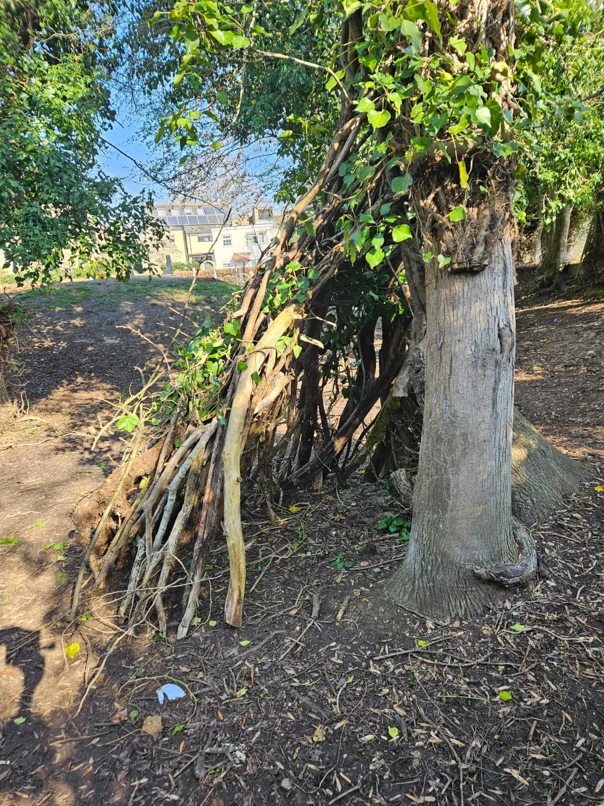 A tree with thick trunk and green ivy growing on it. Next to the tree, there is a structure made of sticks and branches leaning against the tree.