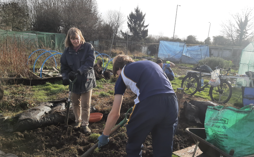 People working in a garden, digging and planting, on a sunny day.
