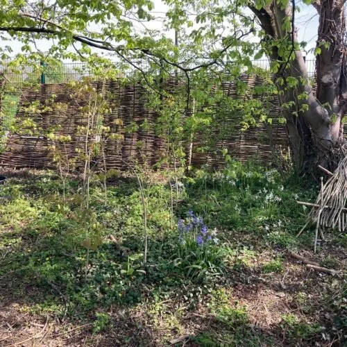 A backyard garden with a woven wooden fence, several small trees, and purple flowers among green plants.