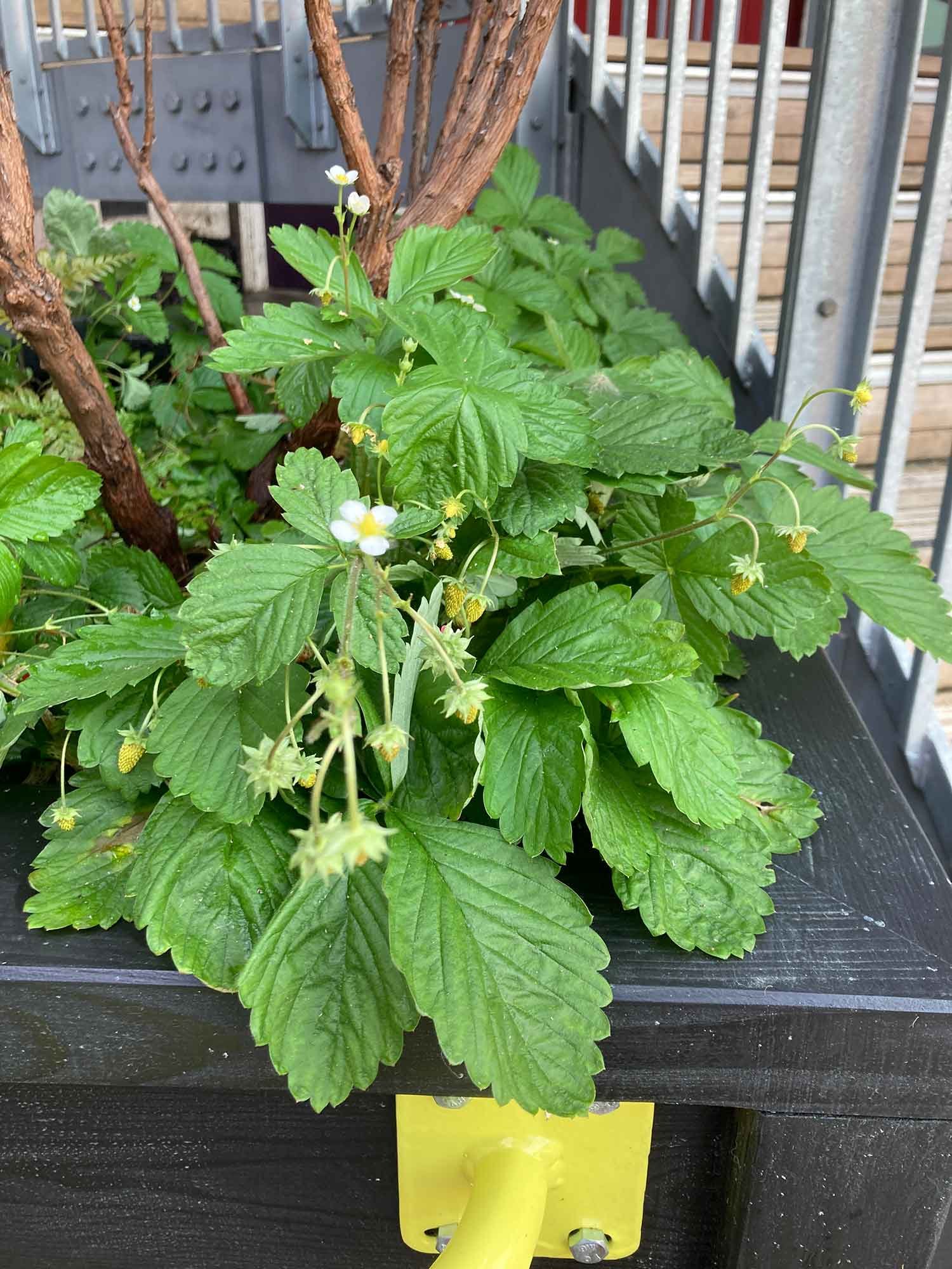 Close-up of a strawberry plant with green leaves, small white flowers, and developing green strawberries. The plant is supported by a trellis on a balcony with wooden and metal railings.